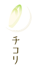 チコリ