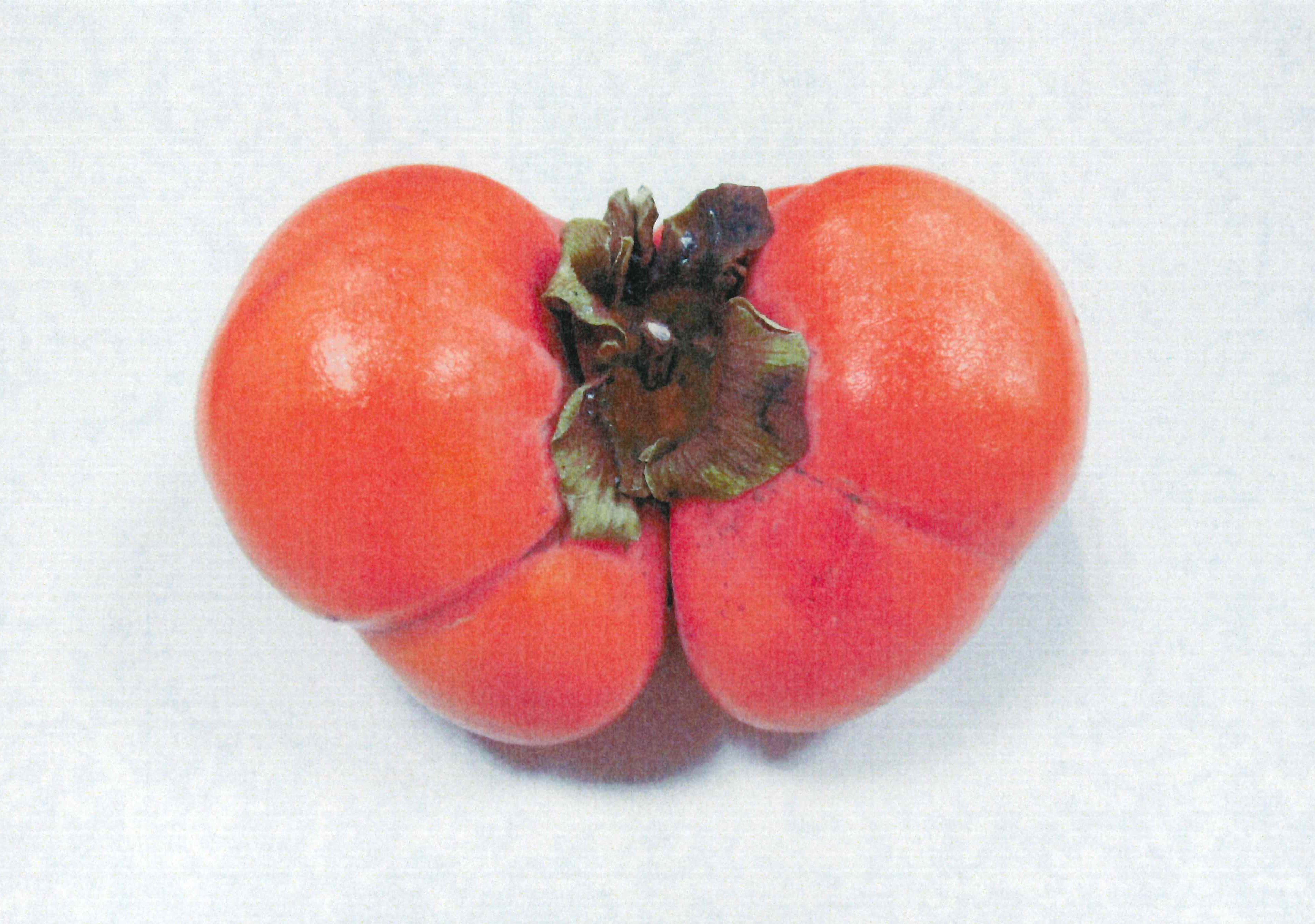 珍しい形の「柿」（指扇支店：さいたま市）
