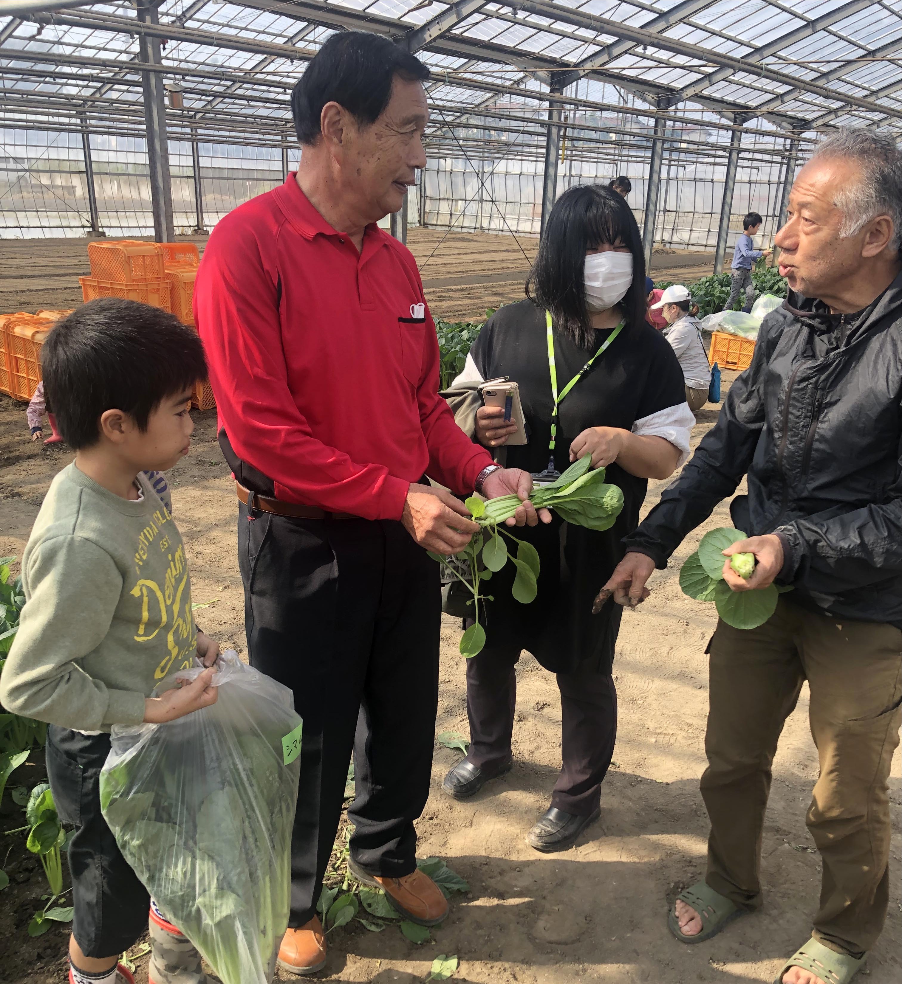 小松菜の収穫を体験（中部営農経済課：さいたま市）