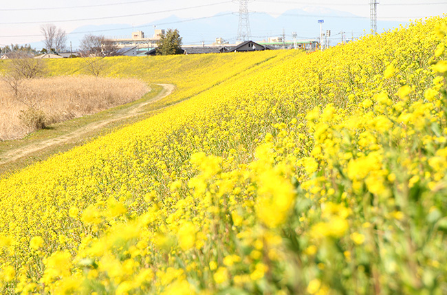 2019年3月 No.228号