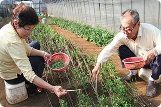 木の芽の収穫