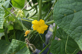 開花した落合節成キュウリ