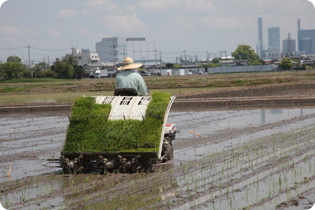 広大な田んぼ