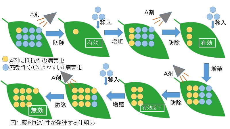 図1 薬剤抵抗性が発達する仕組み