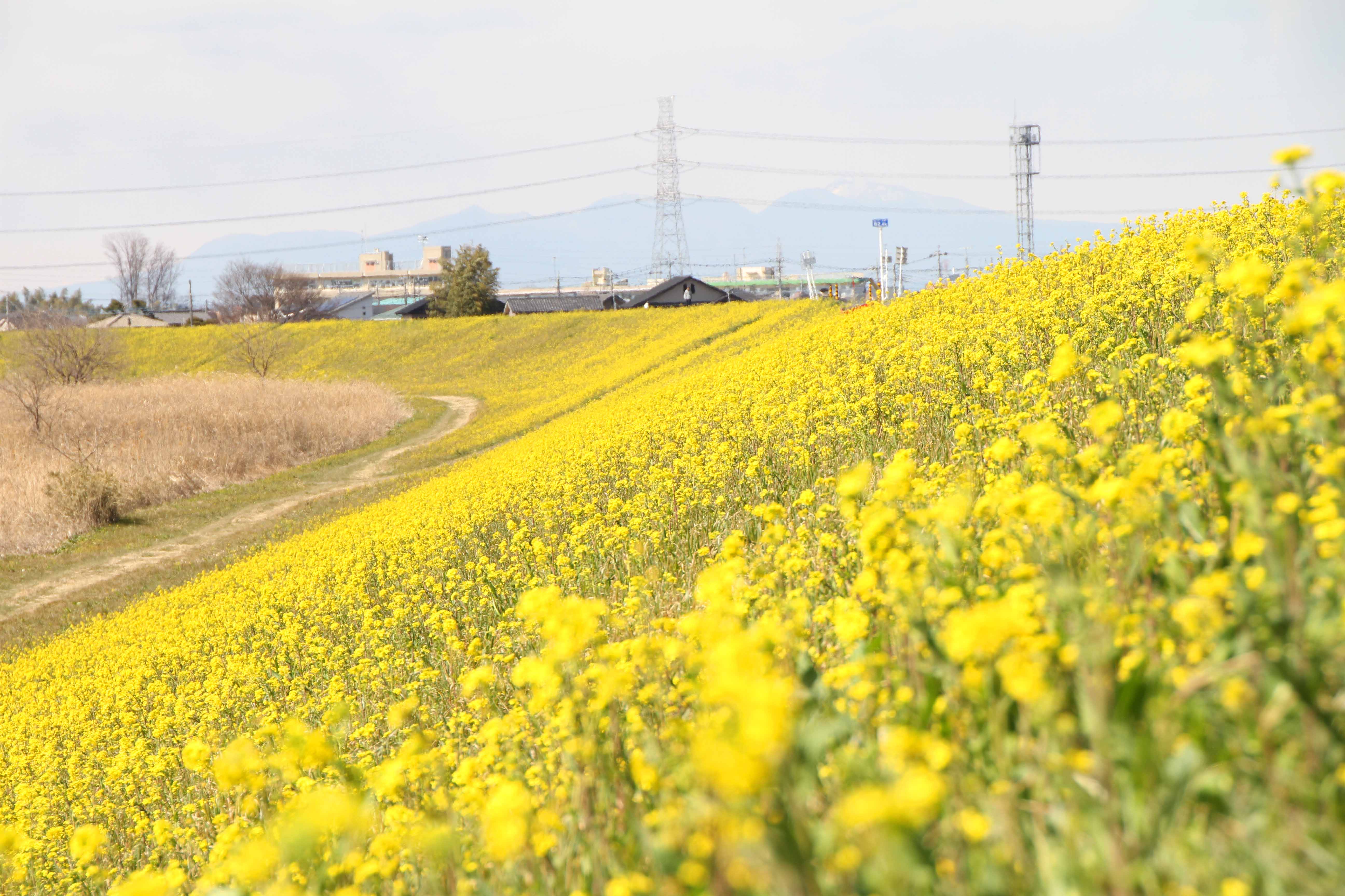 菜の花のじゅうたん（箕田支店）