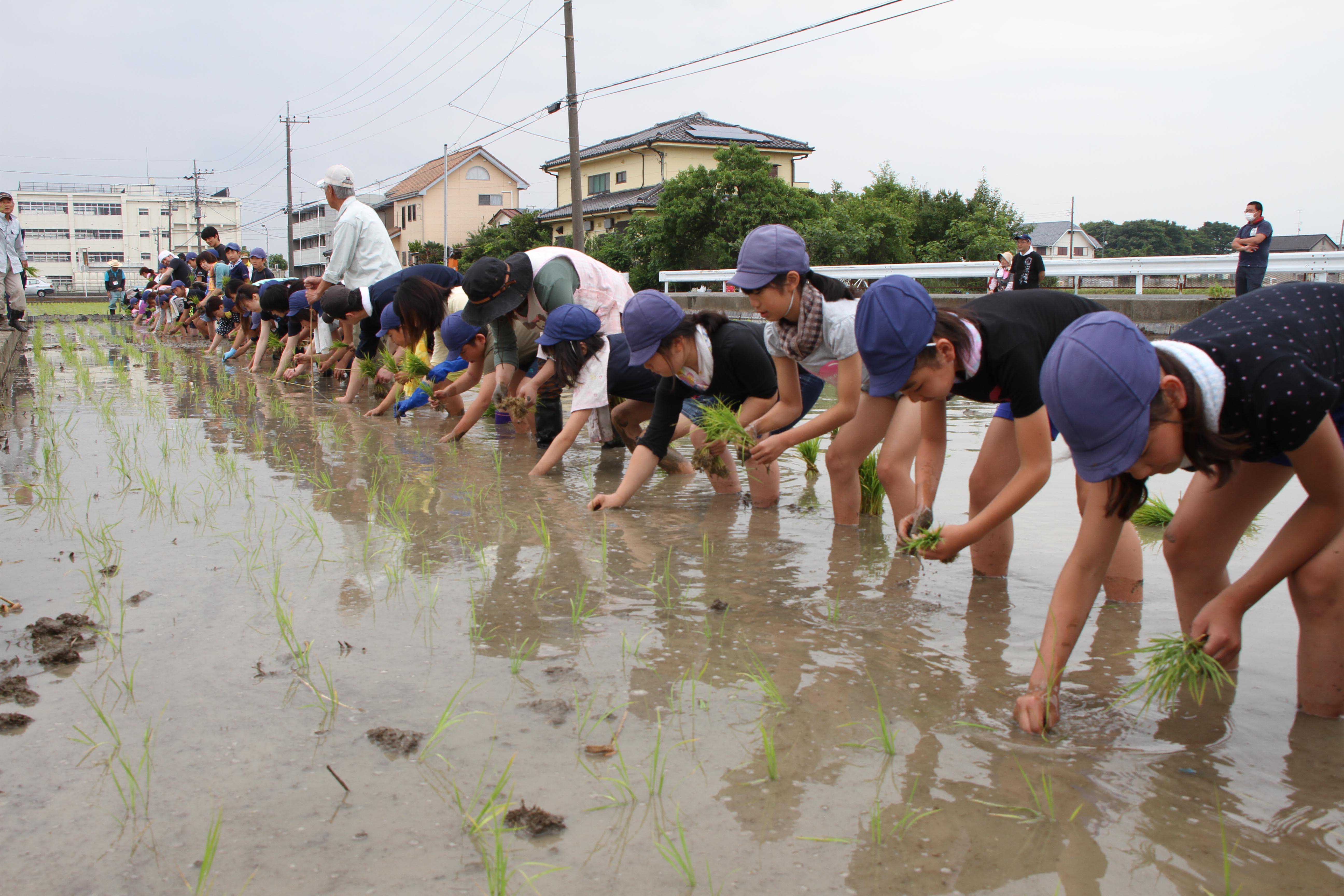 鴻巣市立大芦小学校で田植え体験（吹上支店）