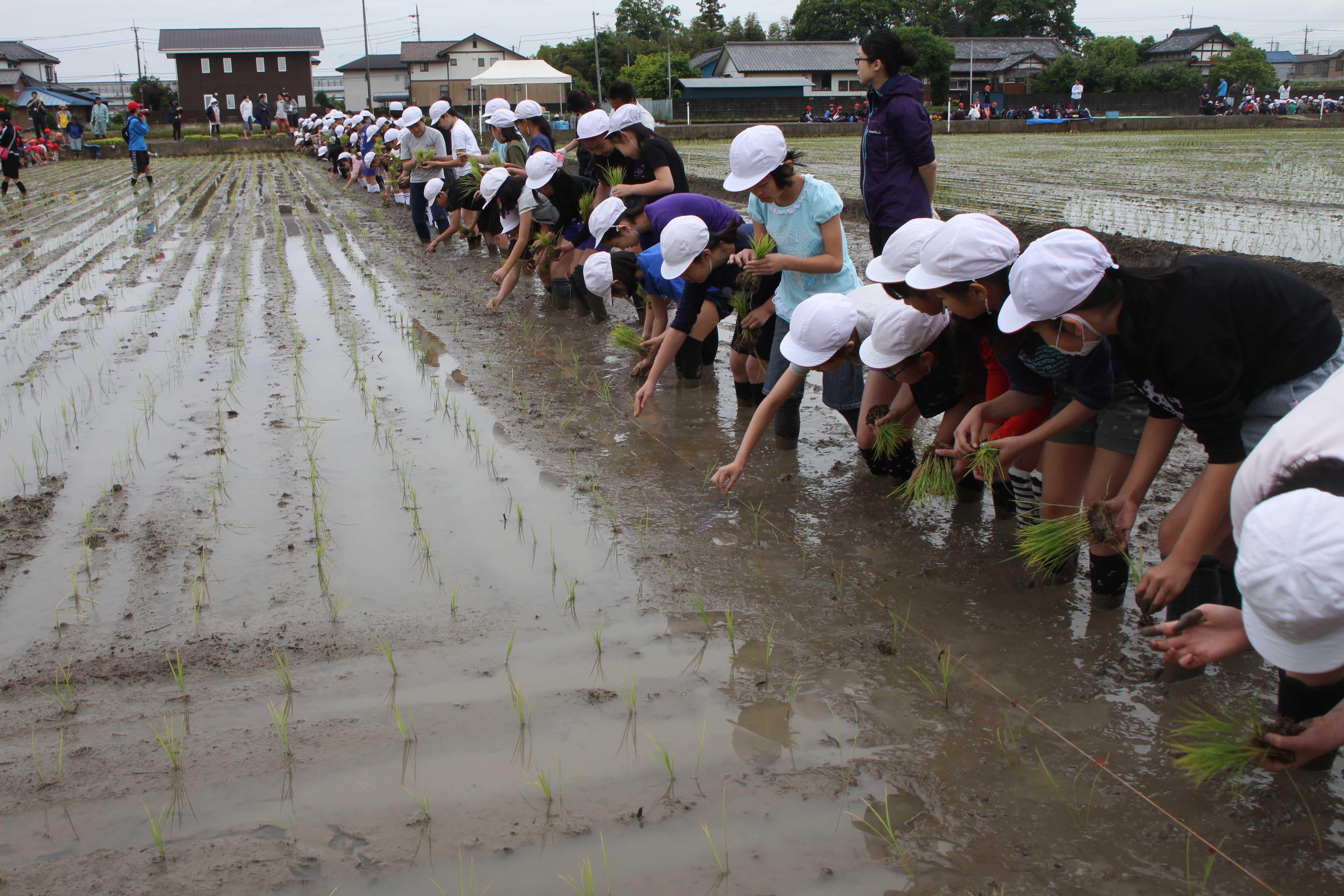 児童が田植え体験（指扇支店）