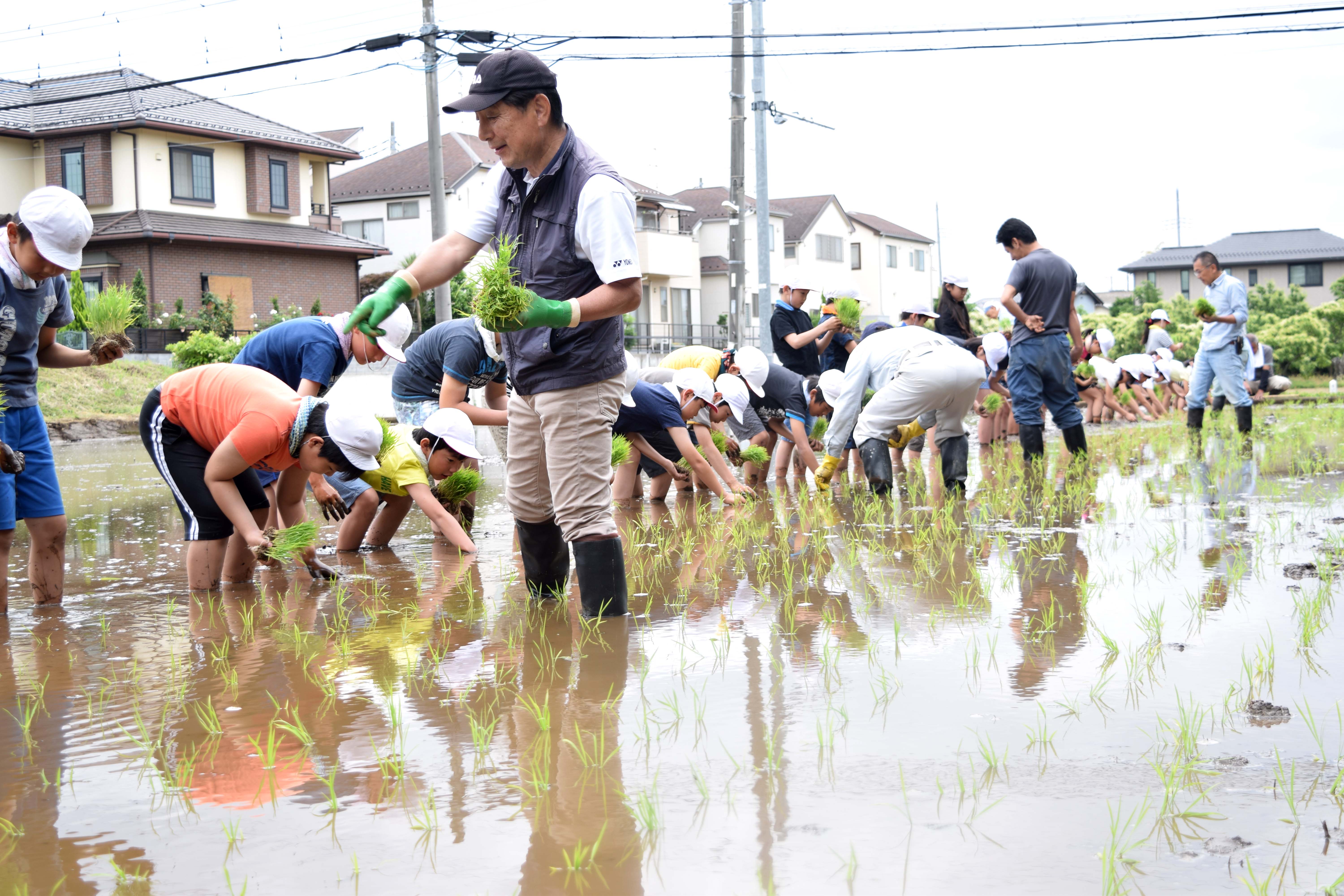 小学生が田植え体験（与野支店）