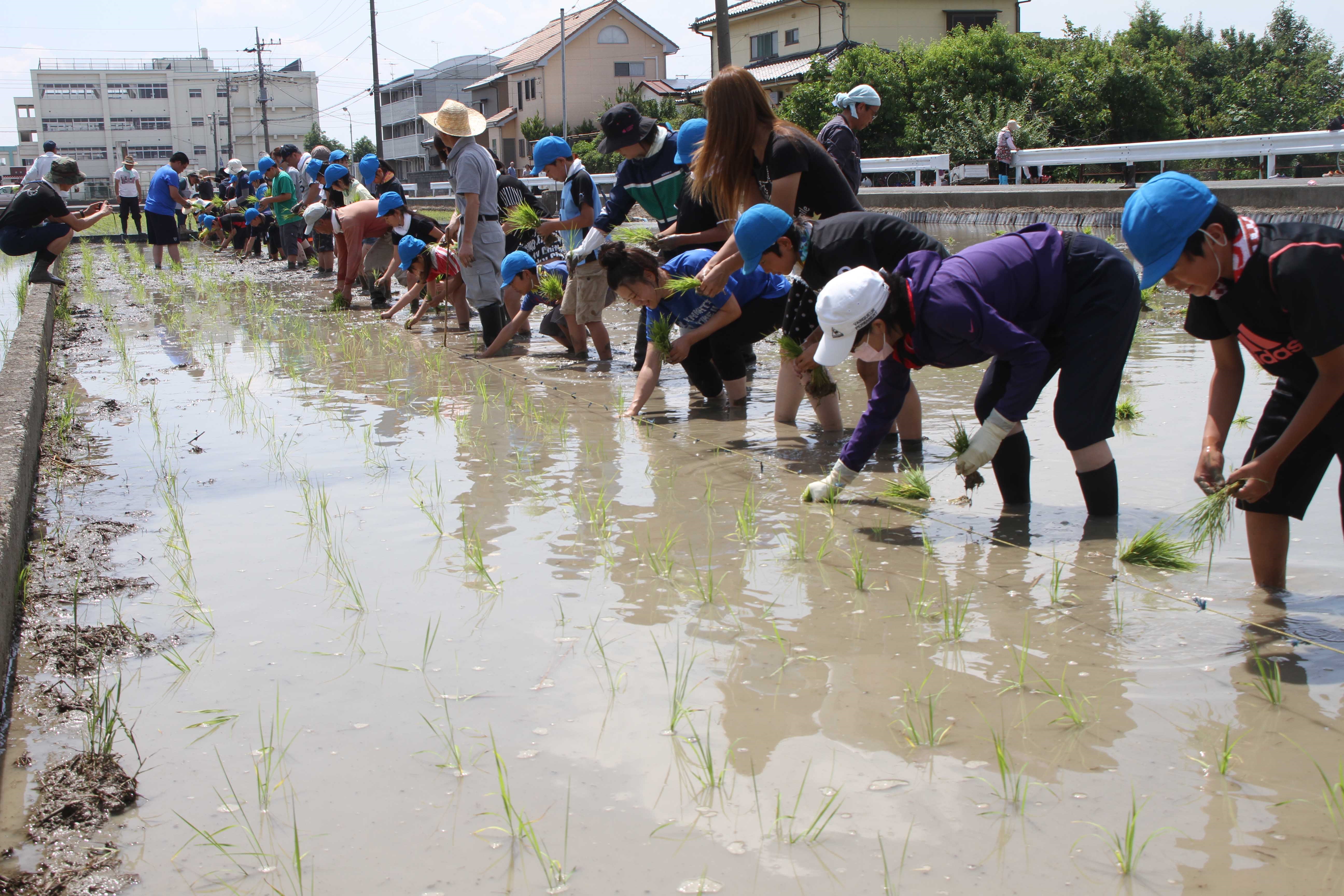 もち米の田植え体験（吹上支店）