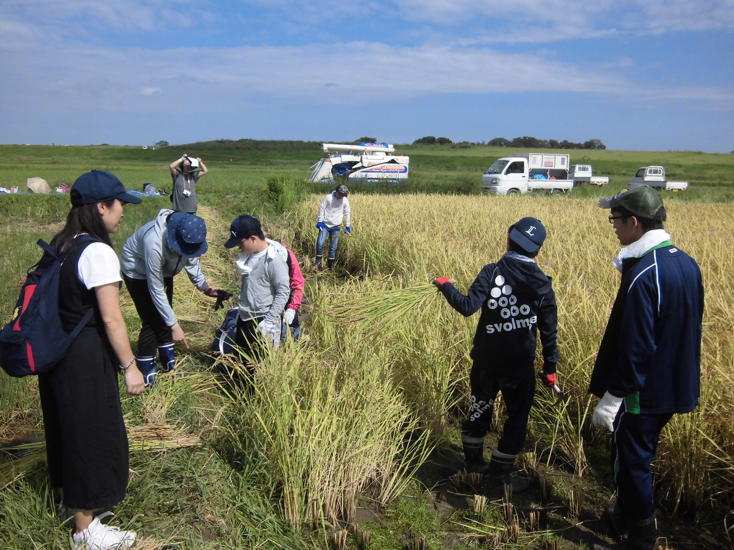 稲刈りに馬宮米部会が協力（馬宮支店）