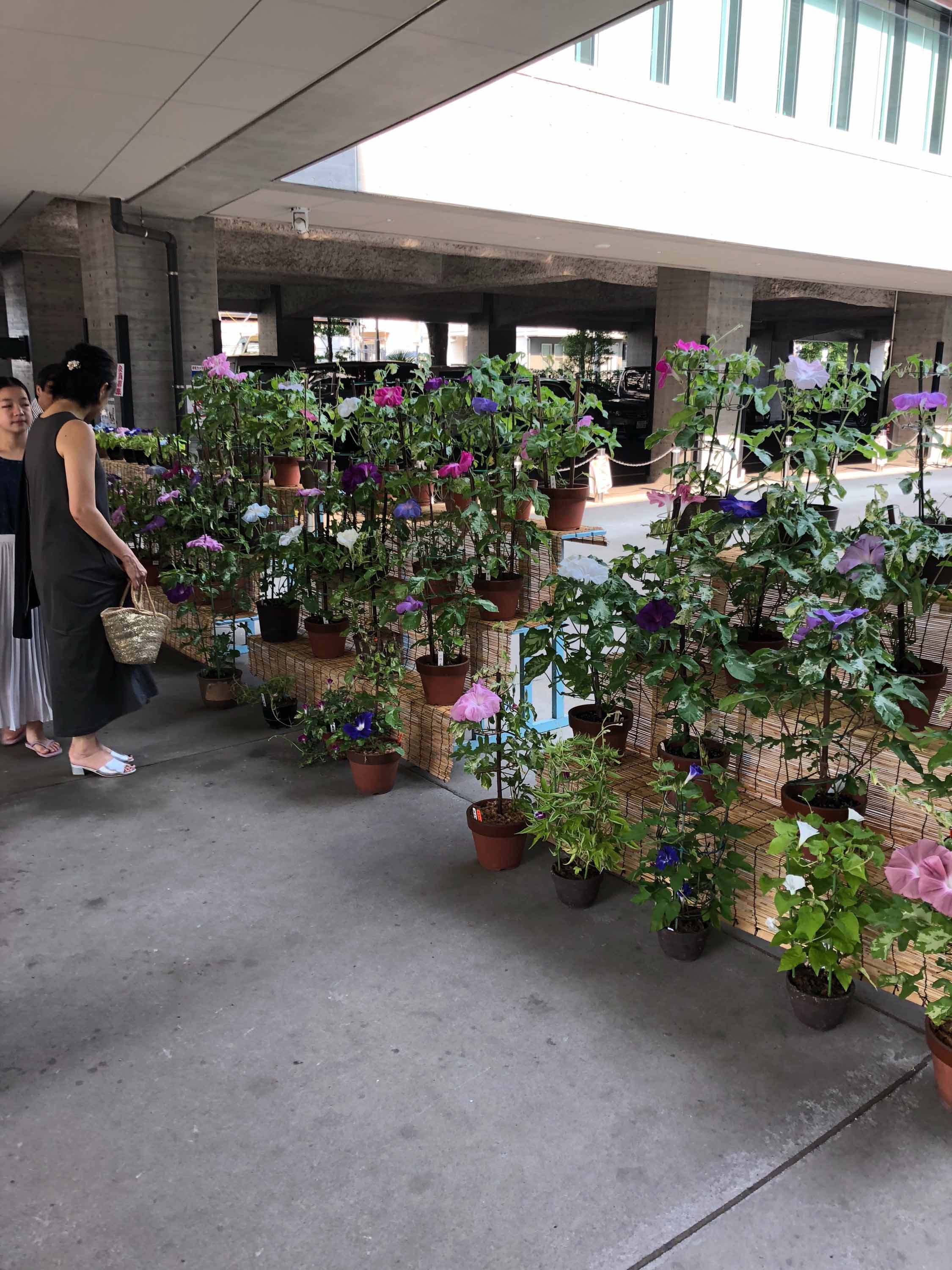 夏の風物詩「大輪朝顔展示会」（戸田公園支店：戸田市）