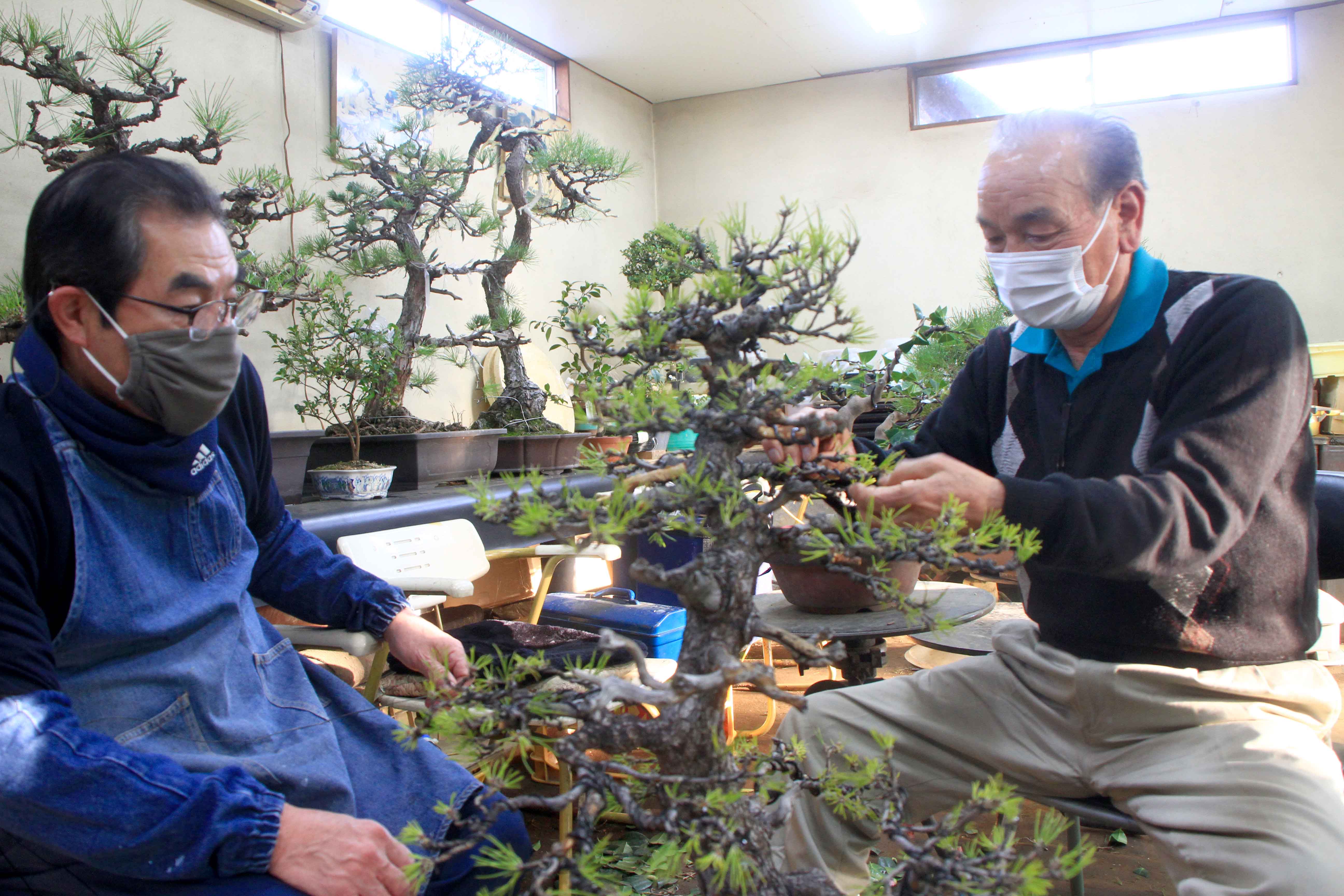 盆栽で心の癒しを（日進支店：さいたま市）