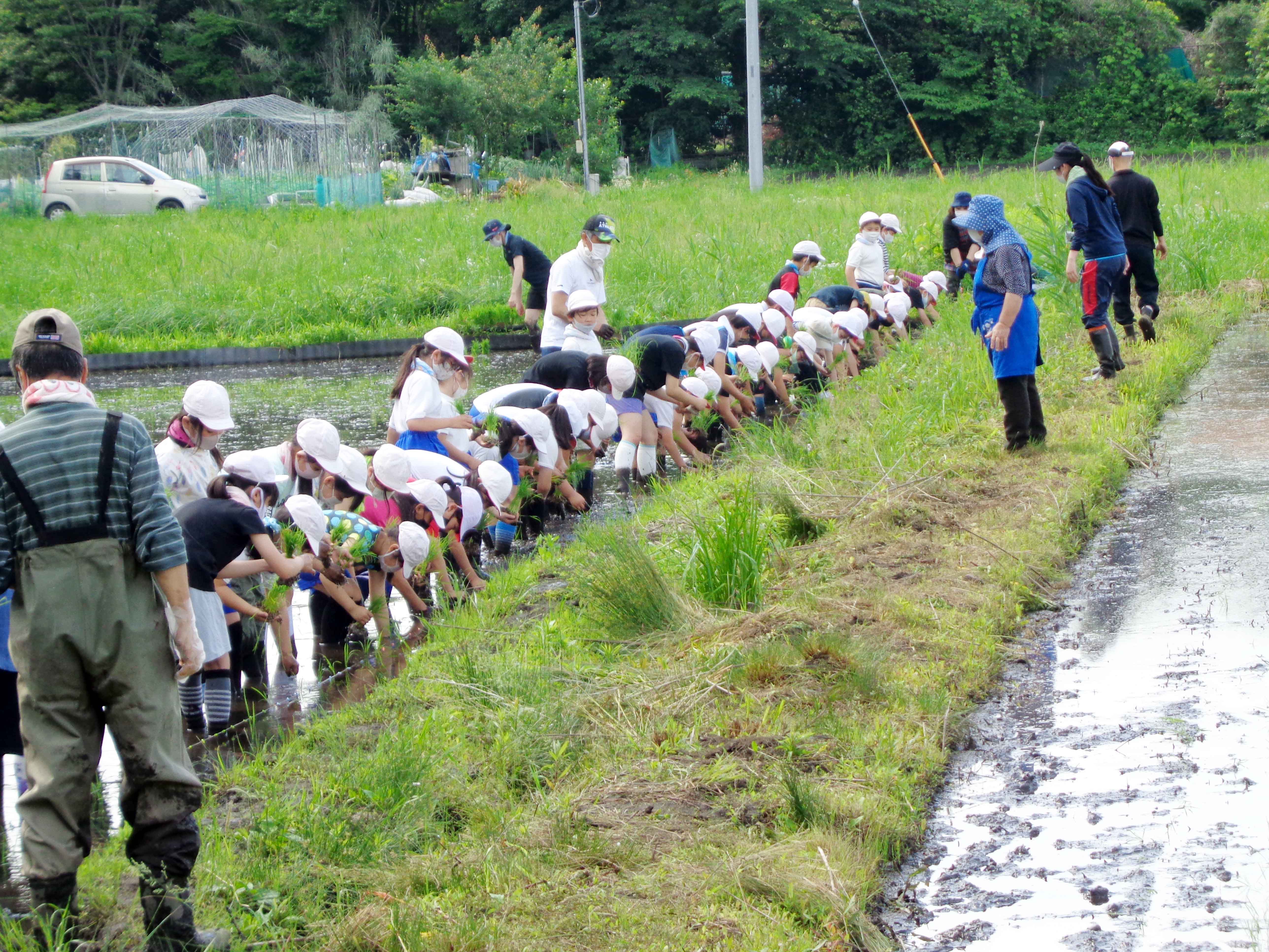 全校挙げて田植え体験（野田支店：さいたま市）