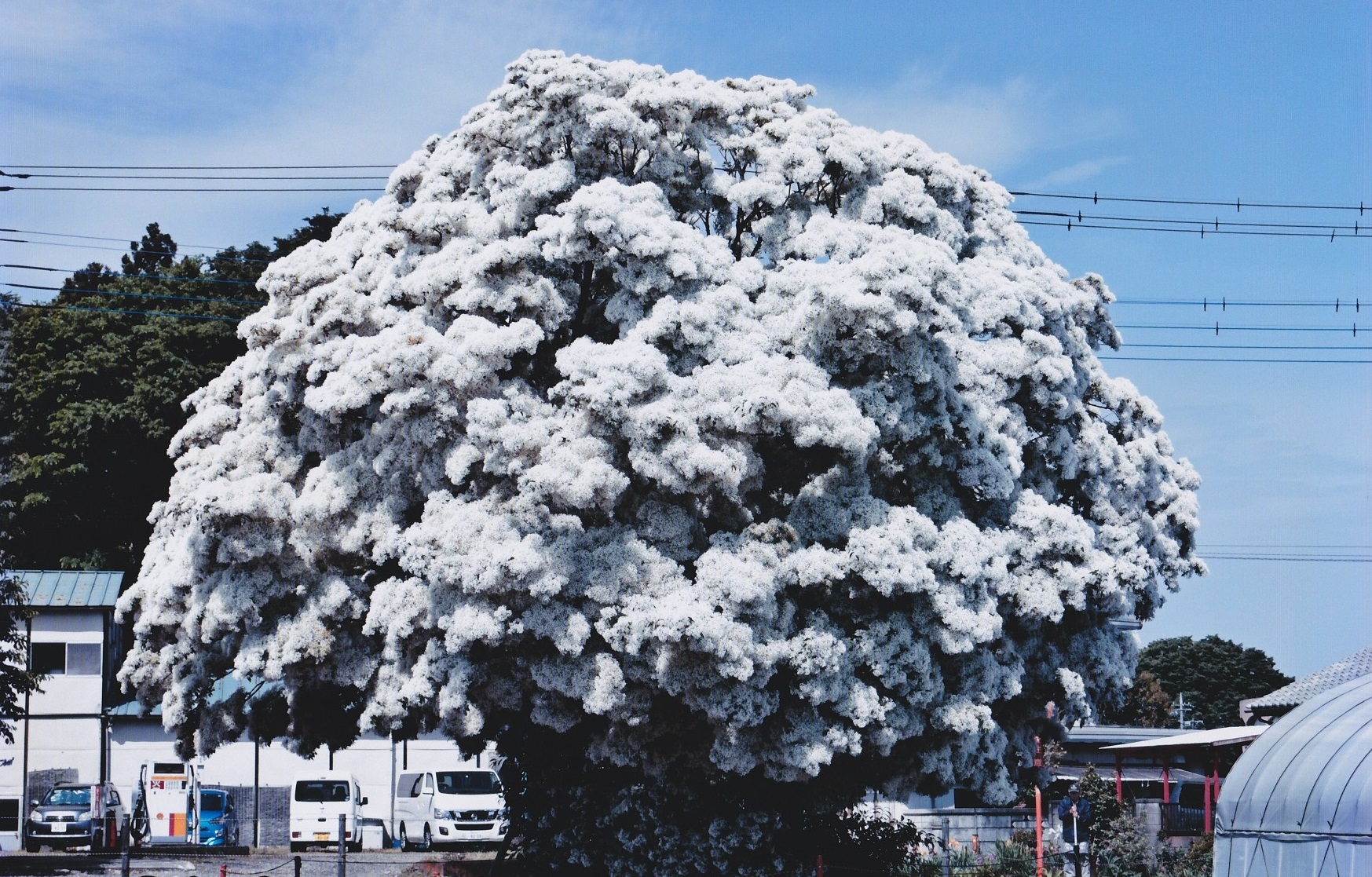 雪の花、今年も満開（鴻巣支店：鴻巣市）