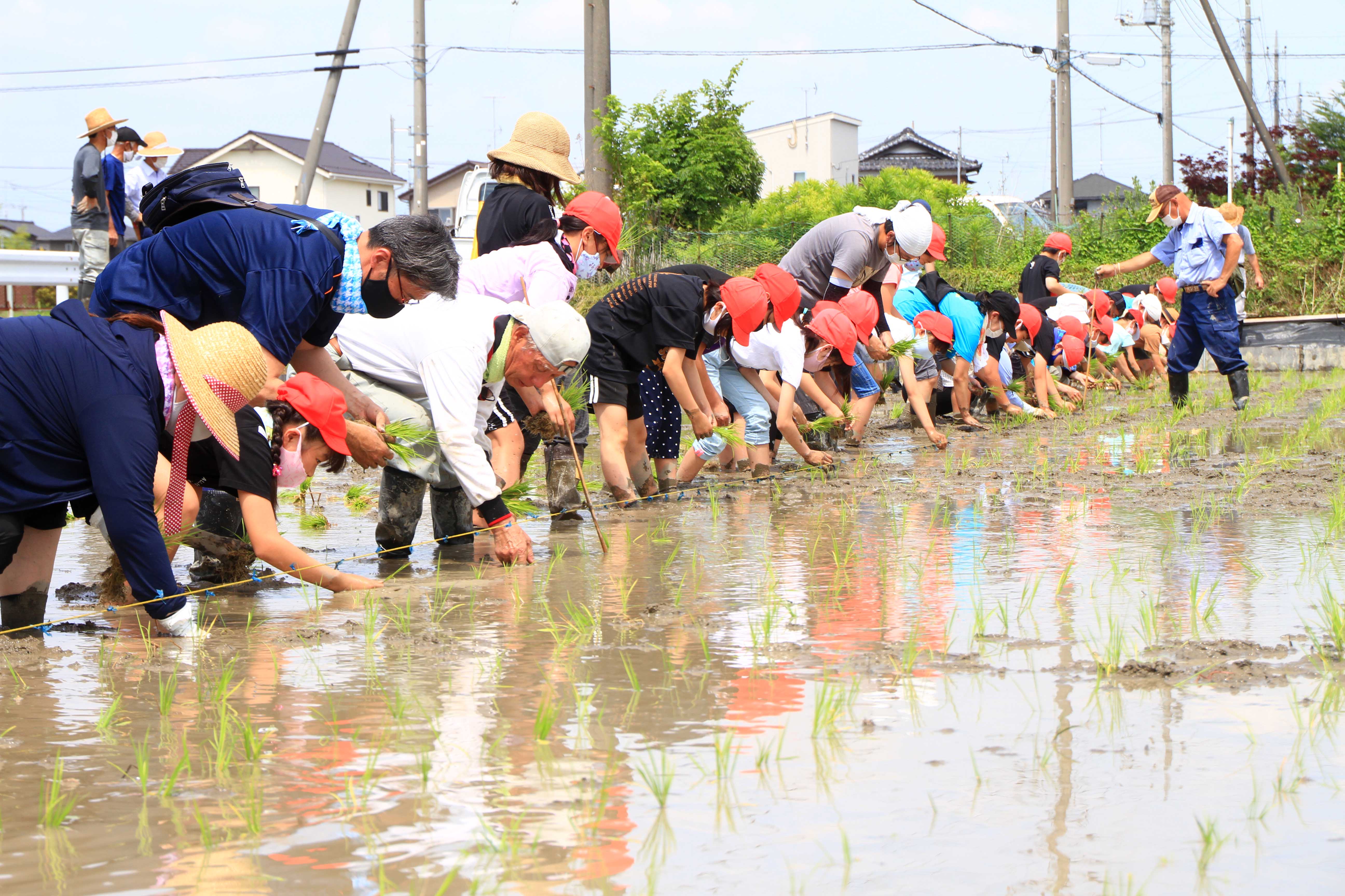 小学校の田植え体験に協力（吹上支店：鴻巣市）