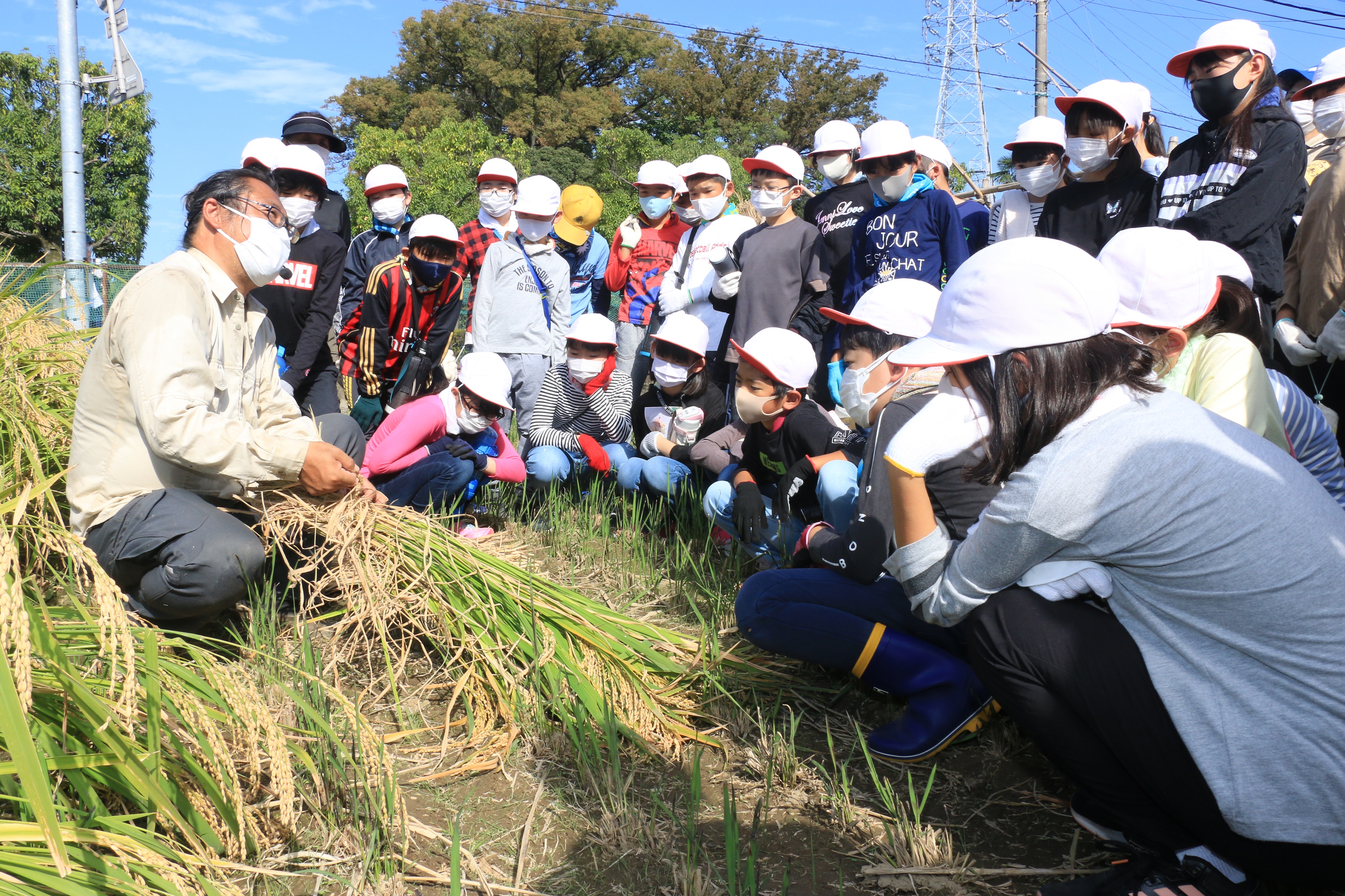 小学生が稲刈り体験（鳩ヶ谷支店：川口市）