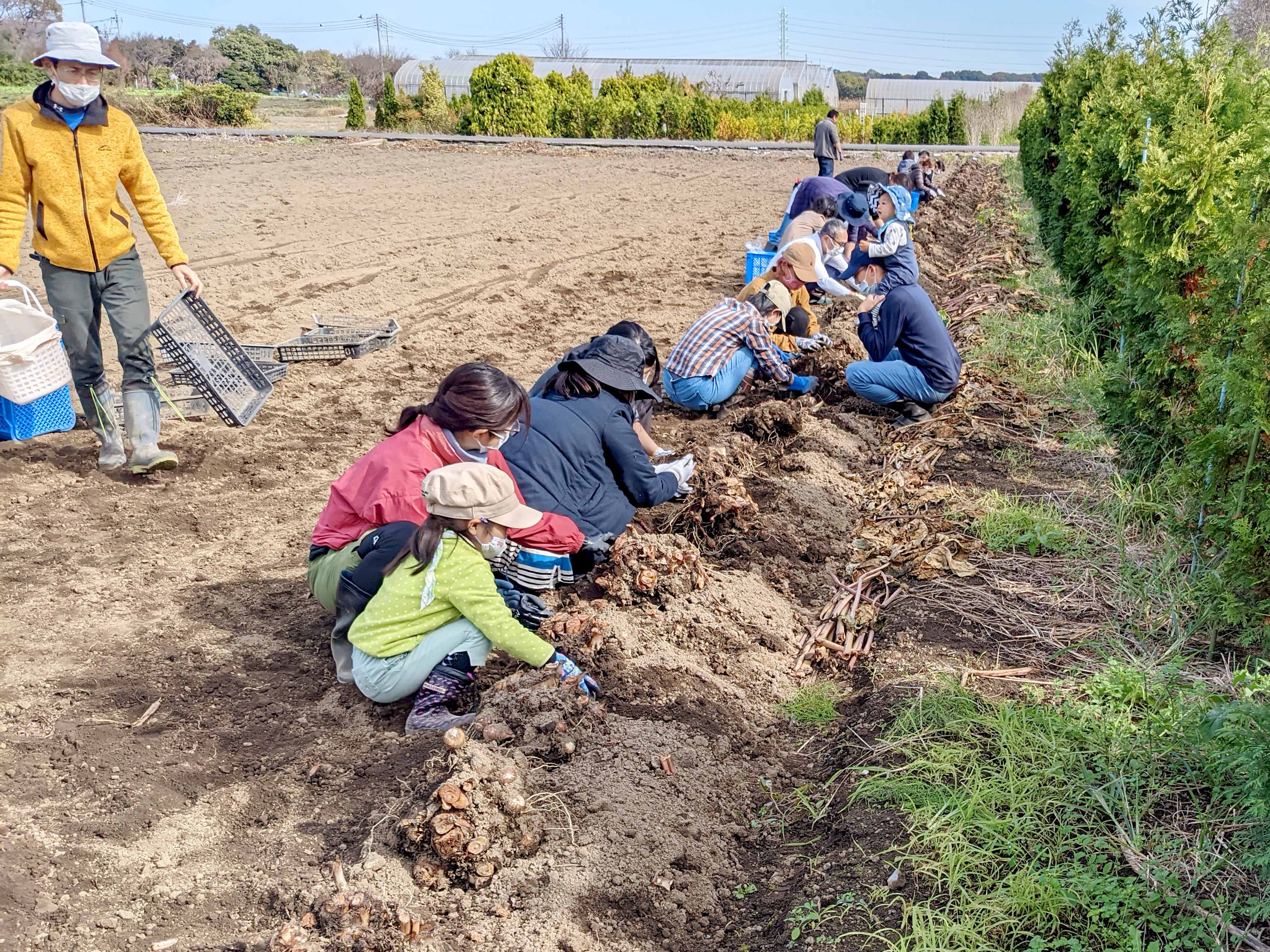 八つ頭掘り体験（中部・南部直売推進センター：さいたま市）