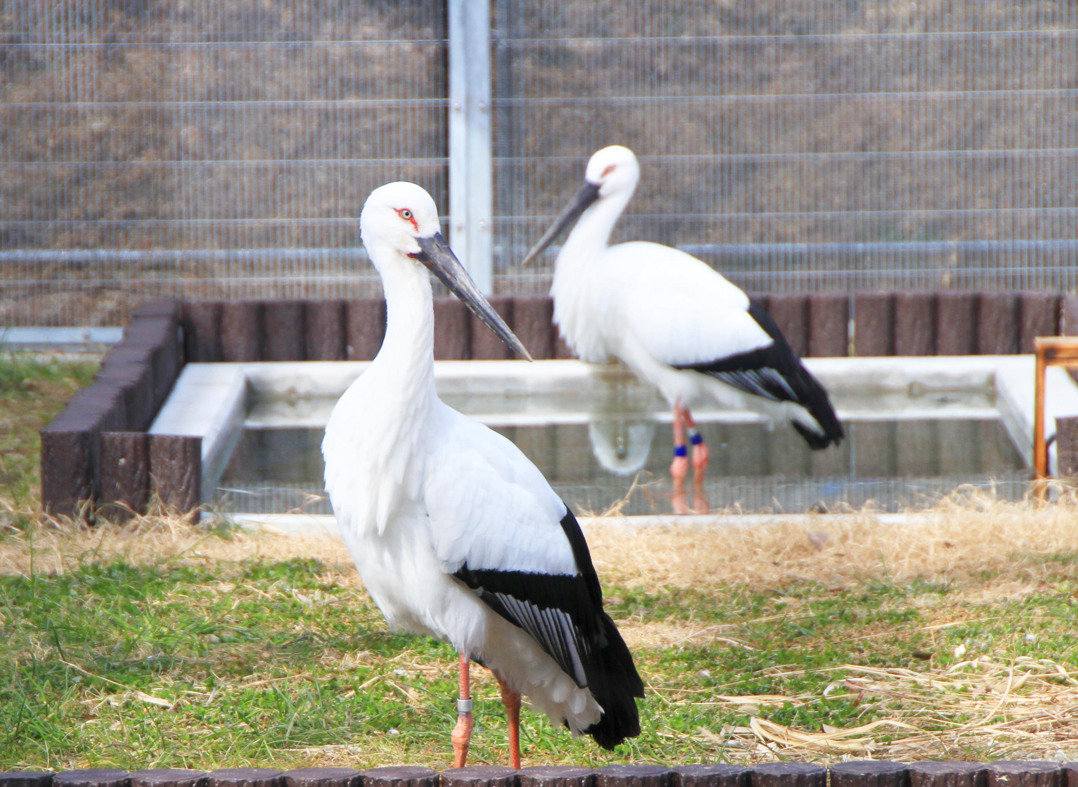 コウノトリのつがい公開（吹上支店：鴻巣市）