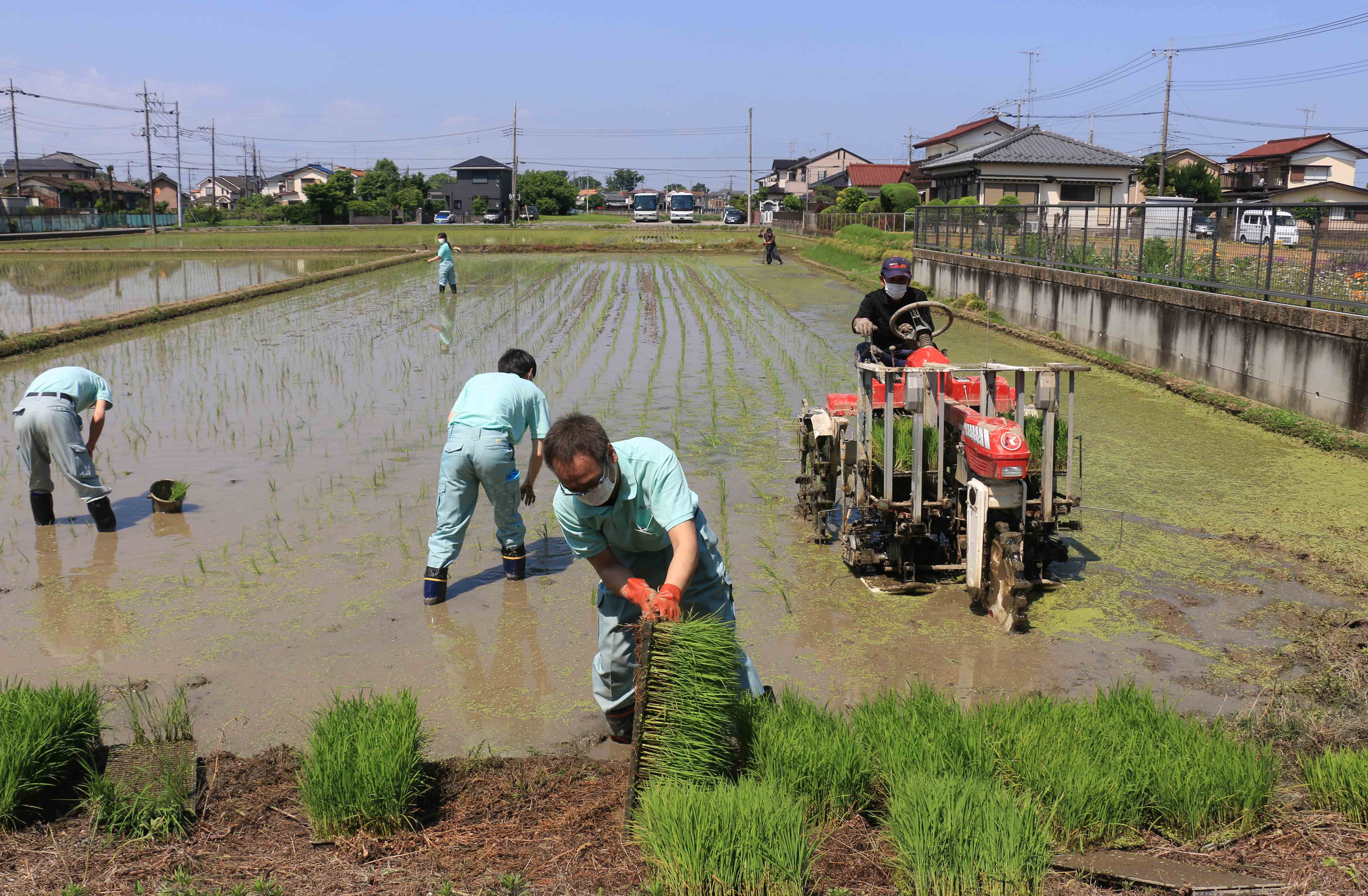 海外支援米の田植えに協力（植水支店：さいたま市）