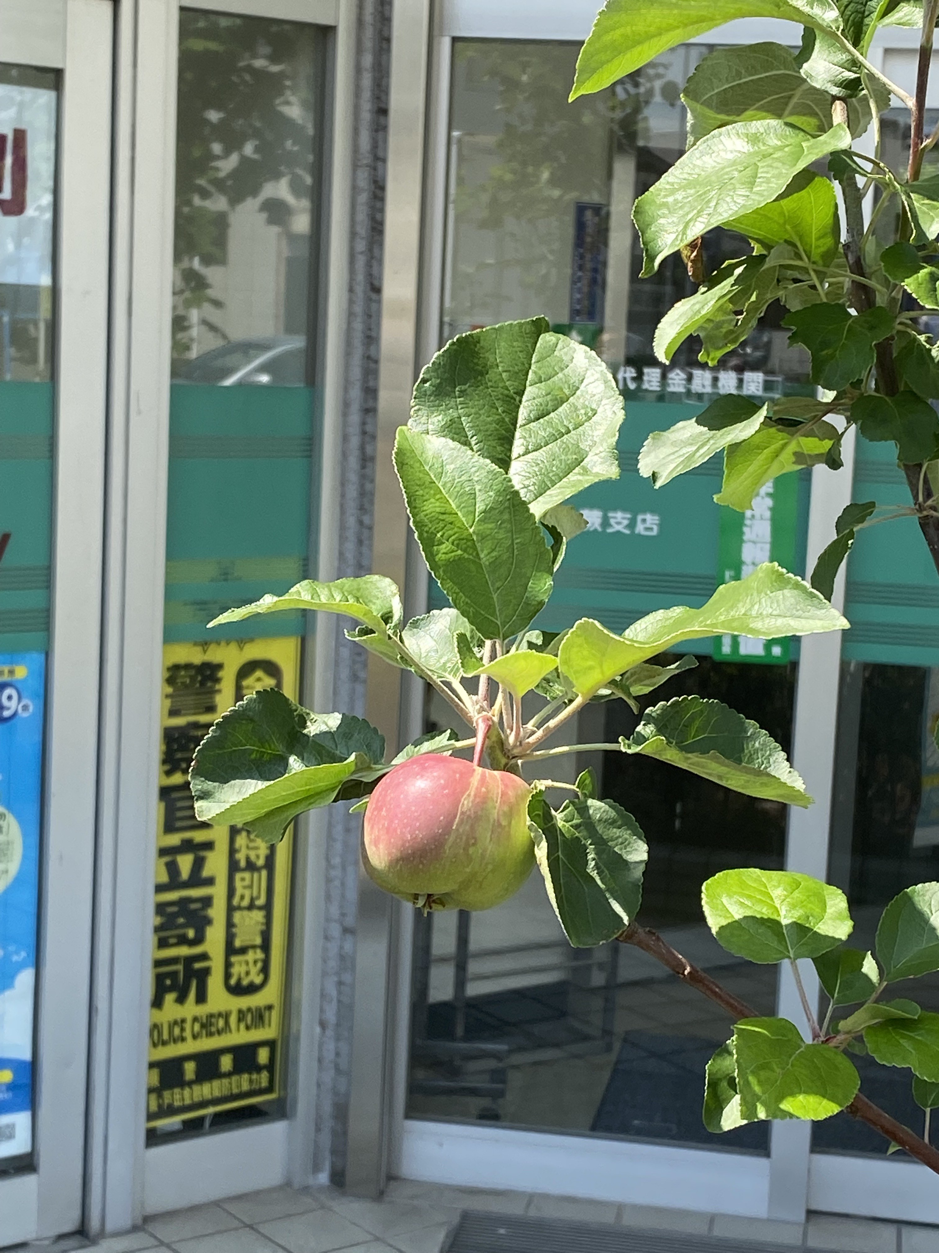 わらびりんごの実がなる（蕨支店：蕨市）