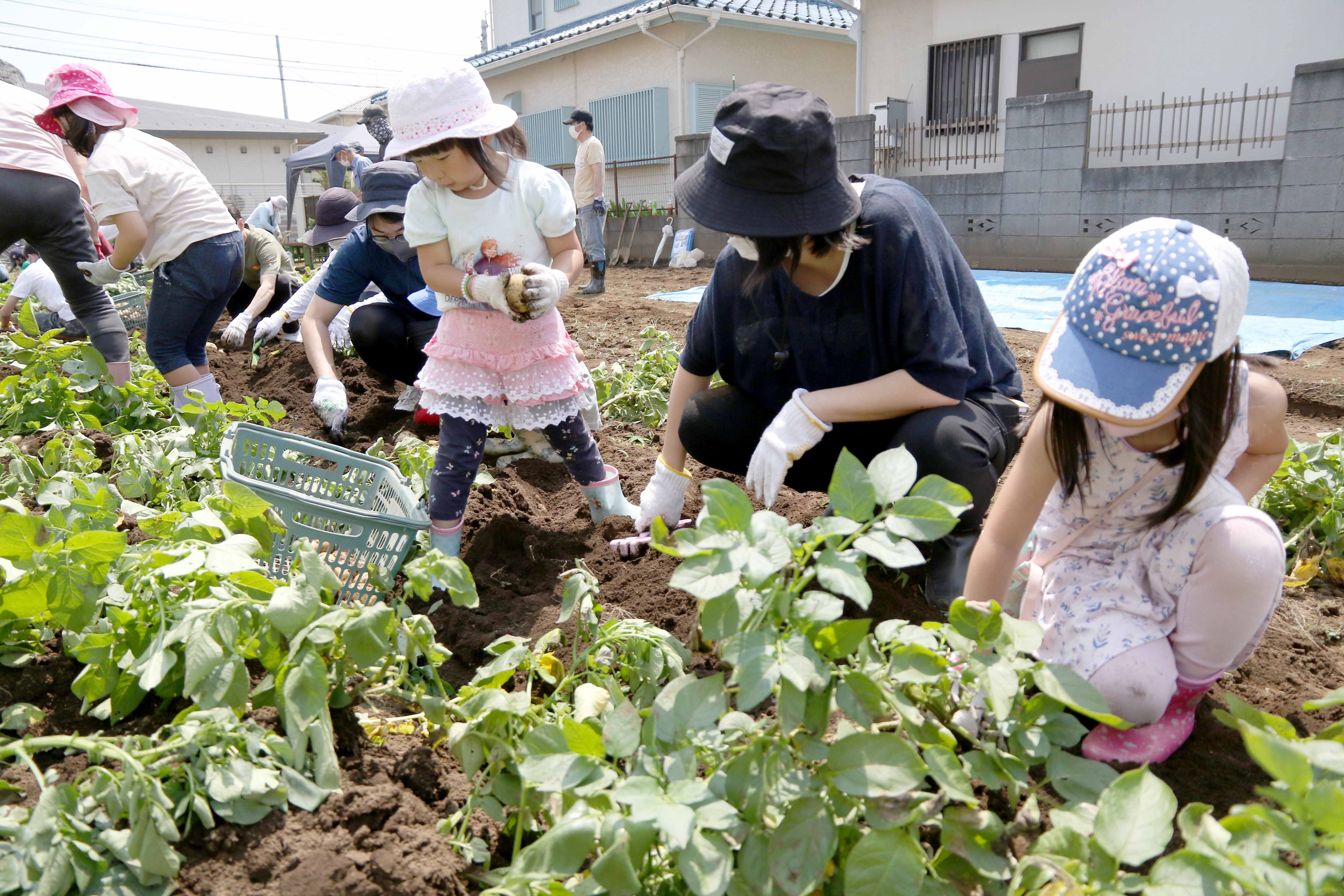 親子で楽しく芋掘り（片柳支店：さいたま市）