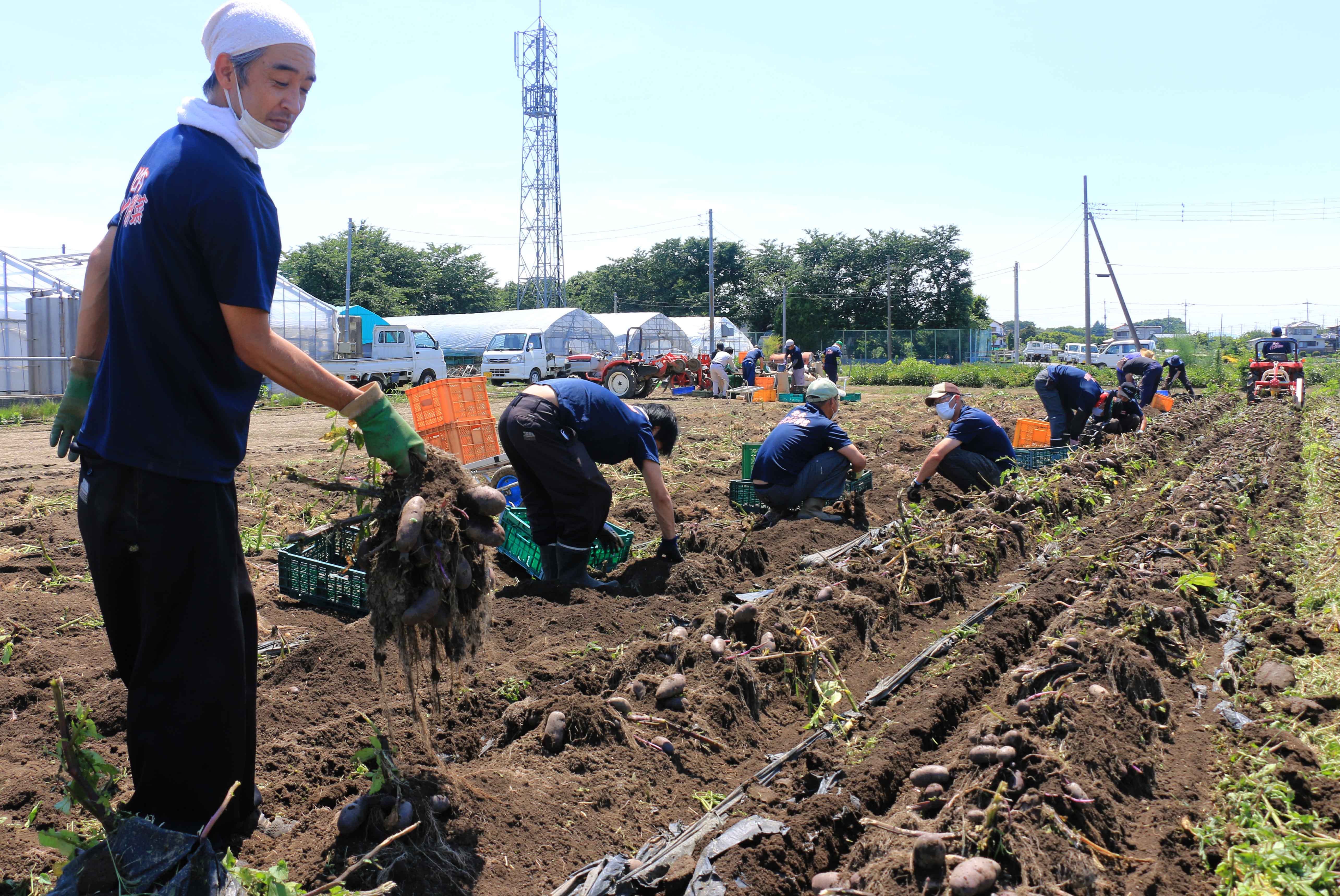 ポテチ用ジャガ収穫（北部営農経済課：北本市）