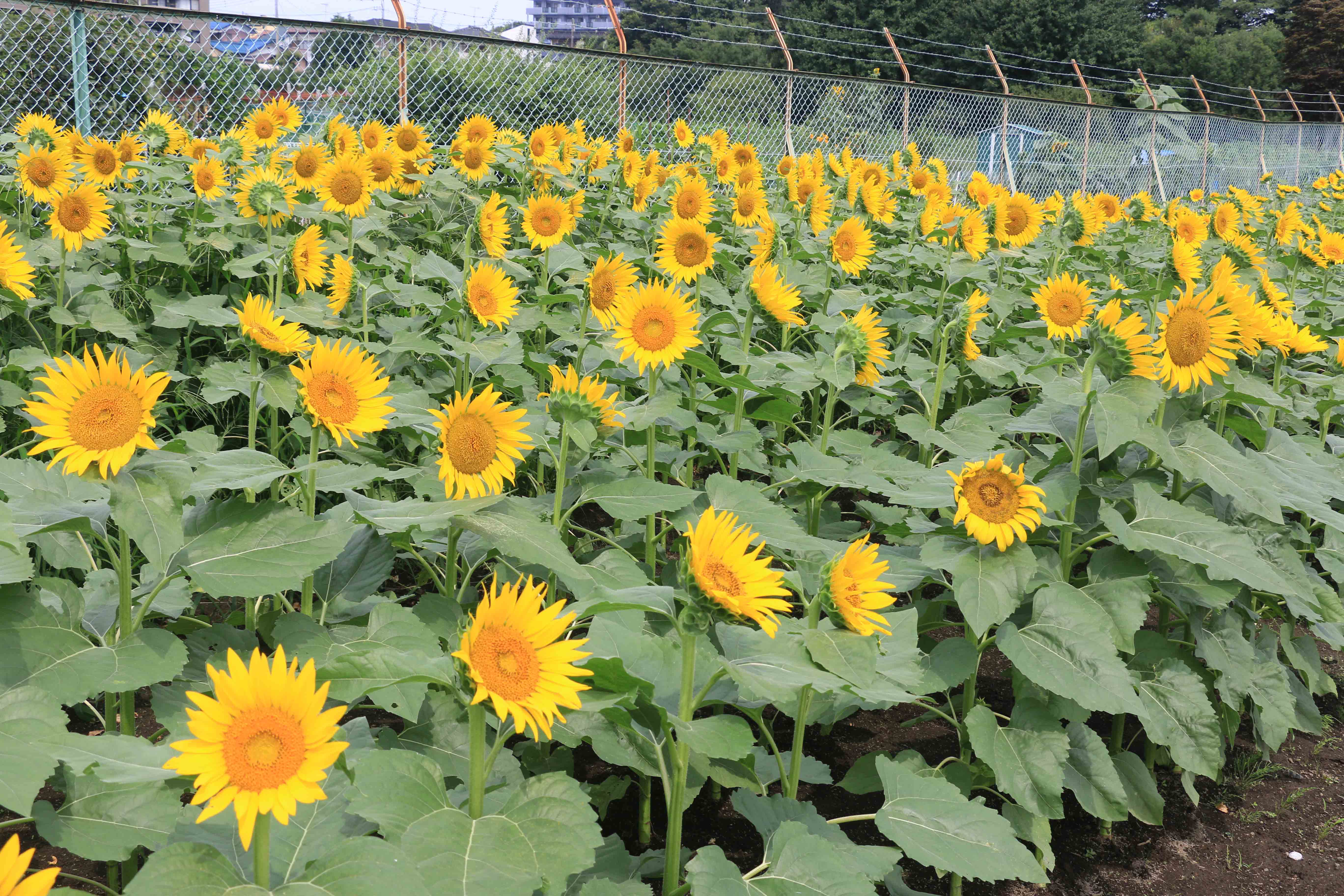 満開のヒマワリ（大宮緑花木センター：さいたま市）