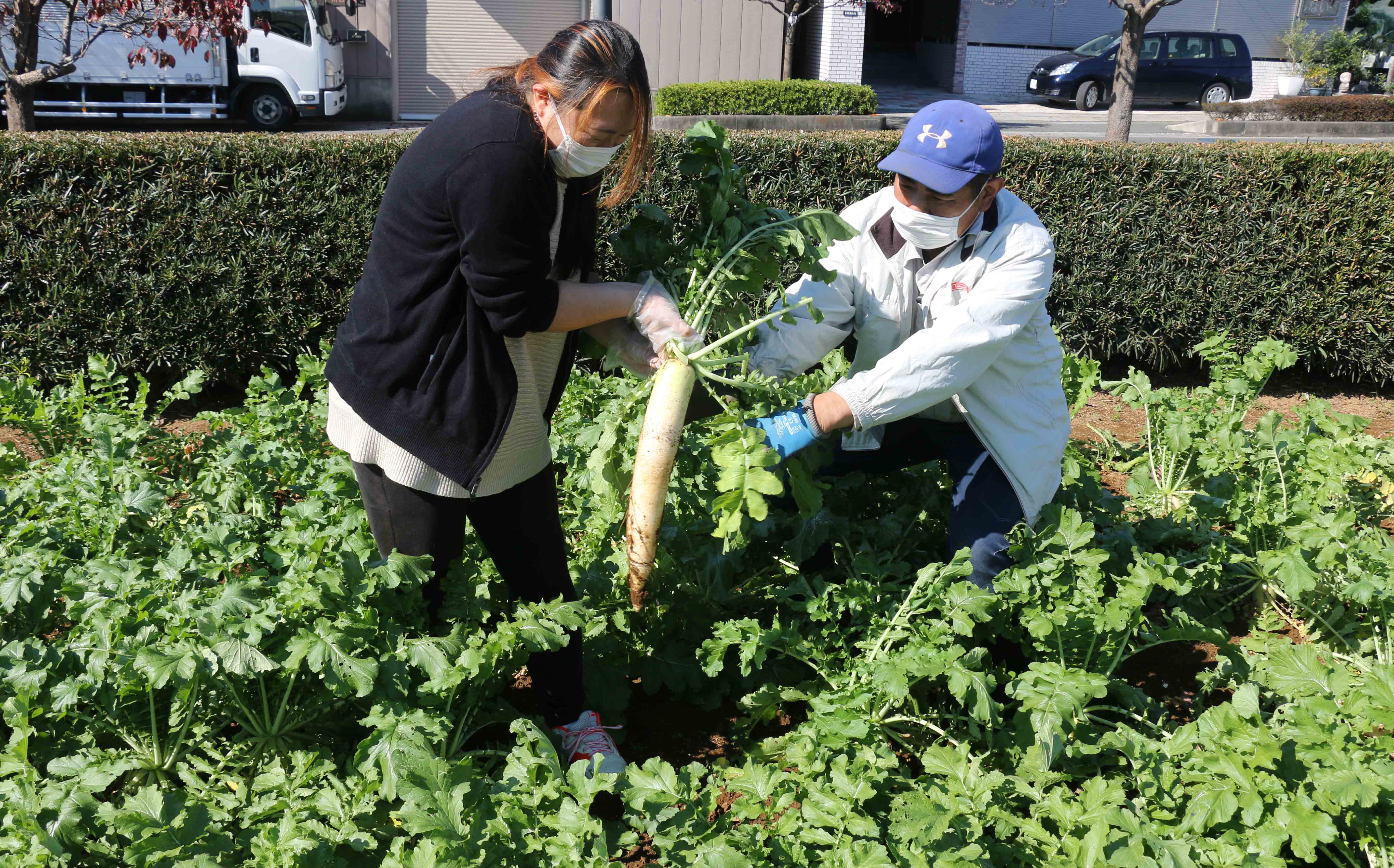 100人がダイコン抜き取り（神根支店：川口市）