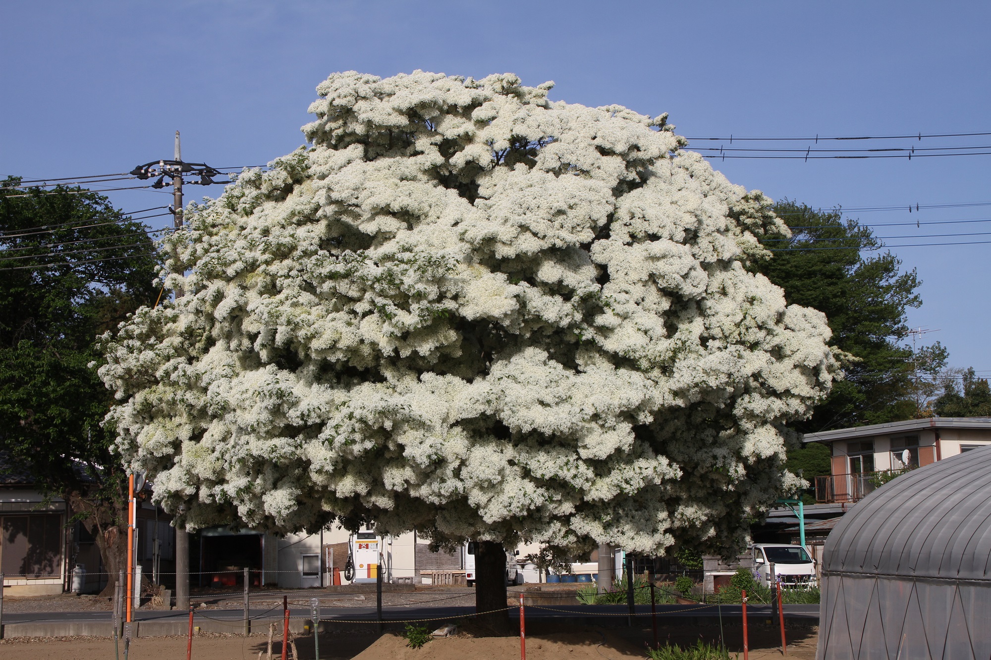 雪の花　今年も満開に（鴻巣支店：鴻巣市）