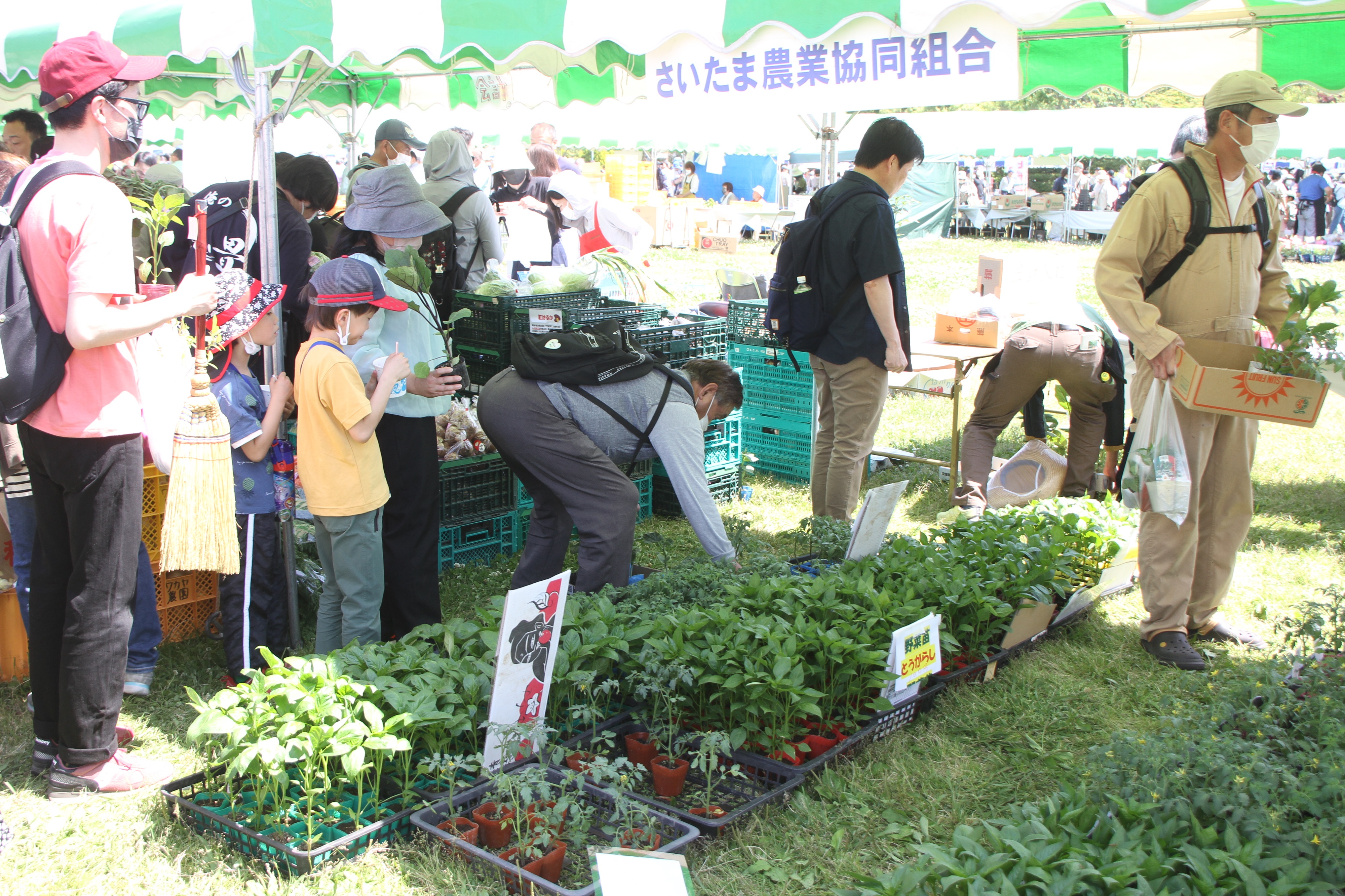 新鮮な野菜や苗を販売（中部営農経済課：さいたま市）