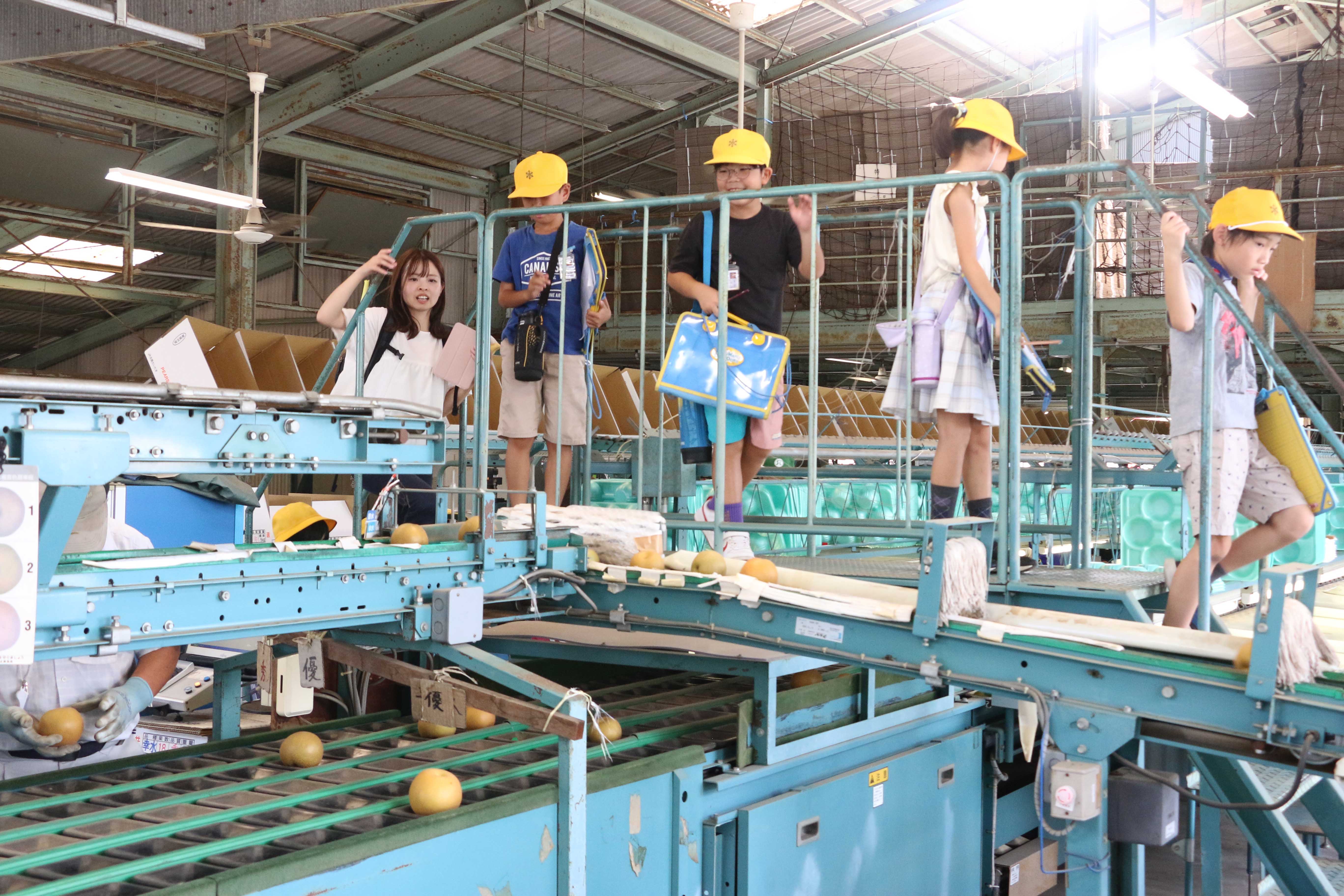 小学生が選果作業を見学（伊奈支店：伊奈町）