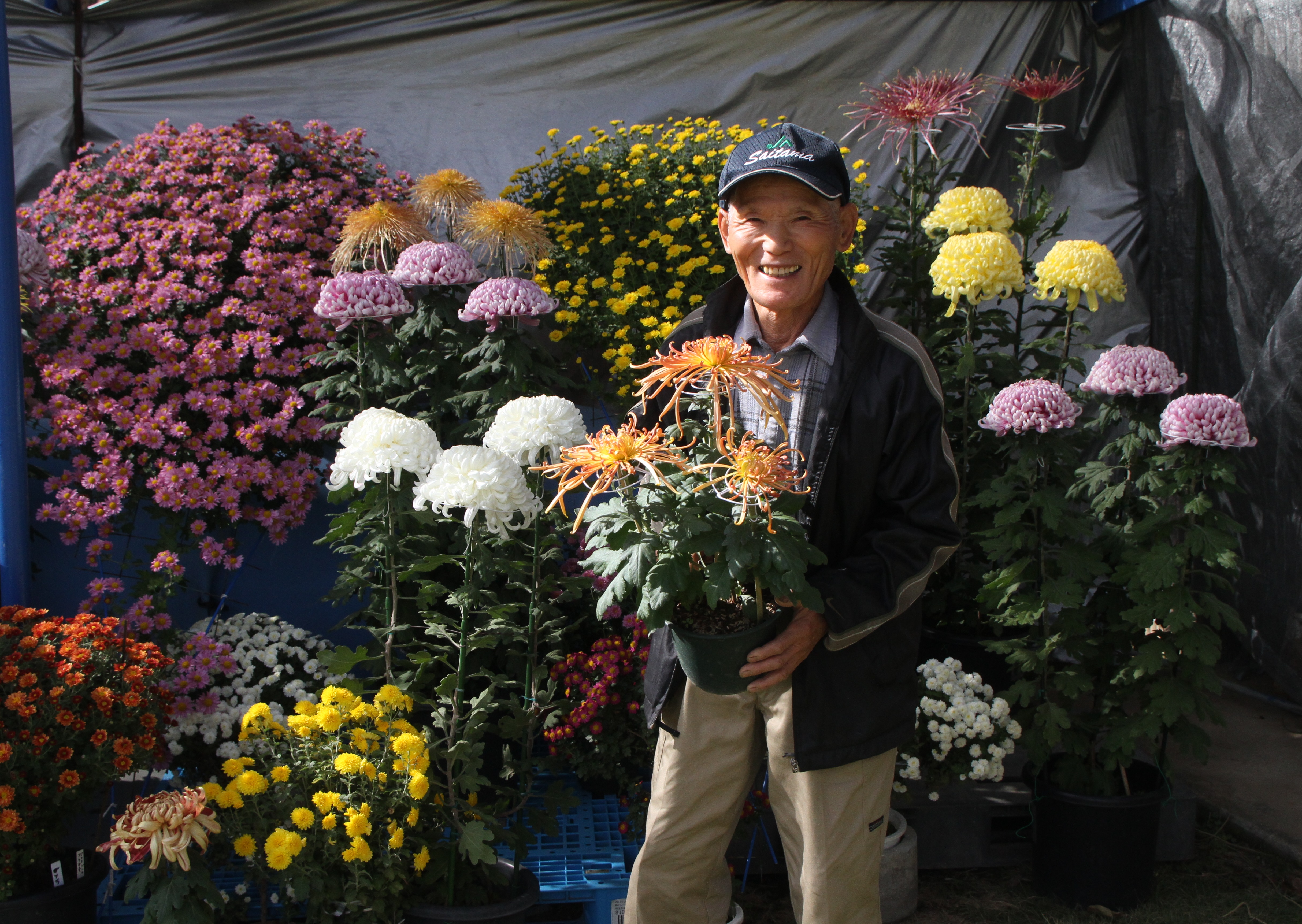 丹精込めて育てた菊、開花（北部営農経済課：鴻巣市）