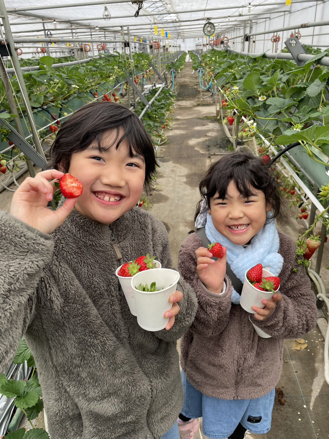 親子でふれあい　収穫体験（南部営農経済課：川口市）