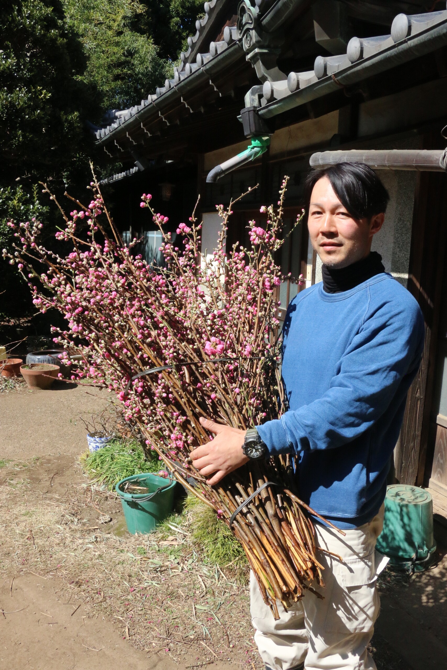 花桃や桜の切り花、人気（谷田支店：さいたま市）