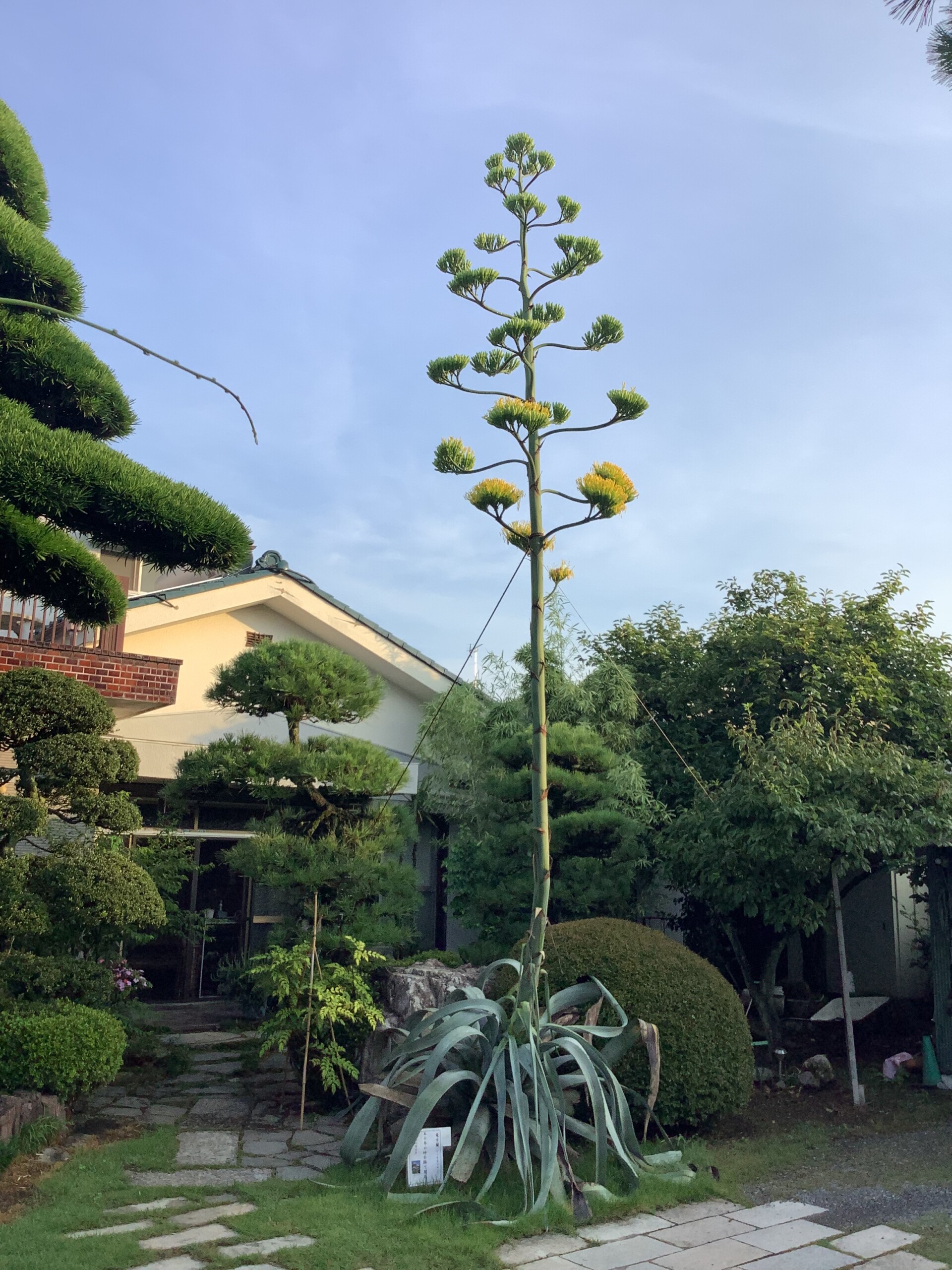 リュウゼツラン、豪華絢爛（箕田支店：鴻巣市）