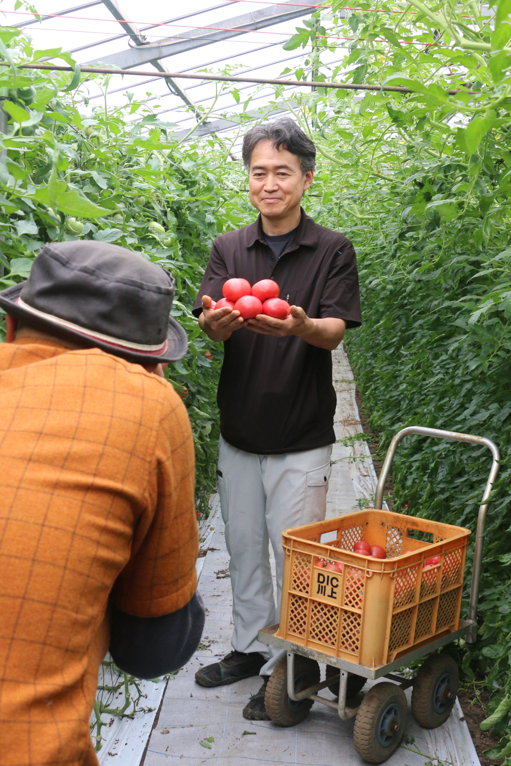 トマト栽培の“匠の技”を伝授（北本支店：北本市）