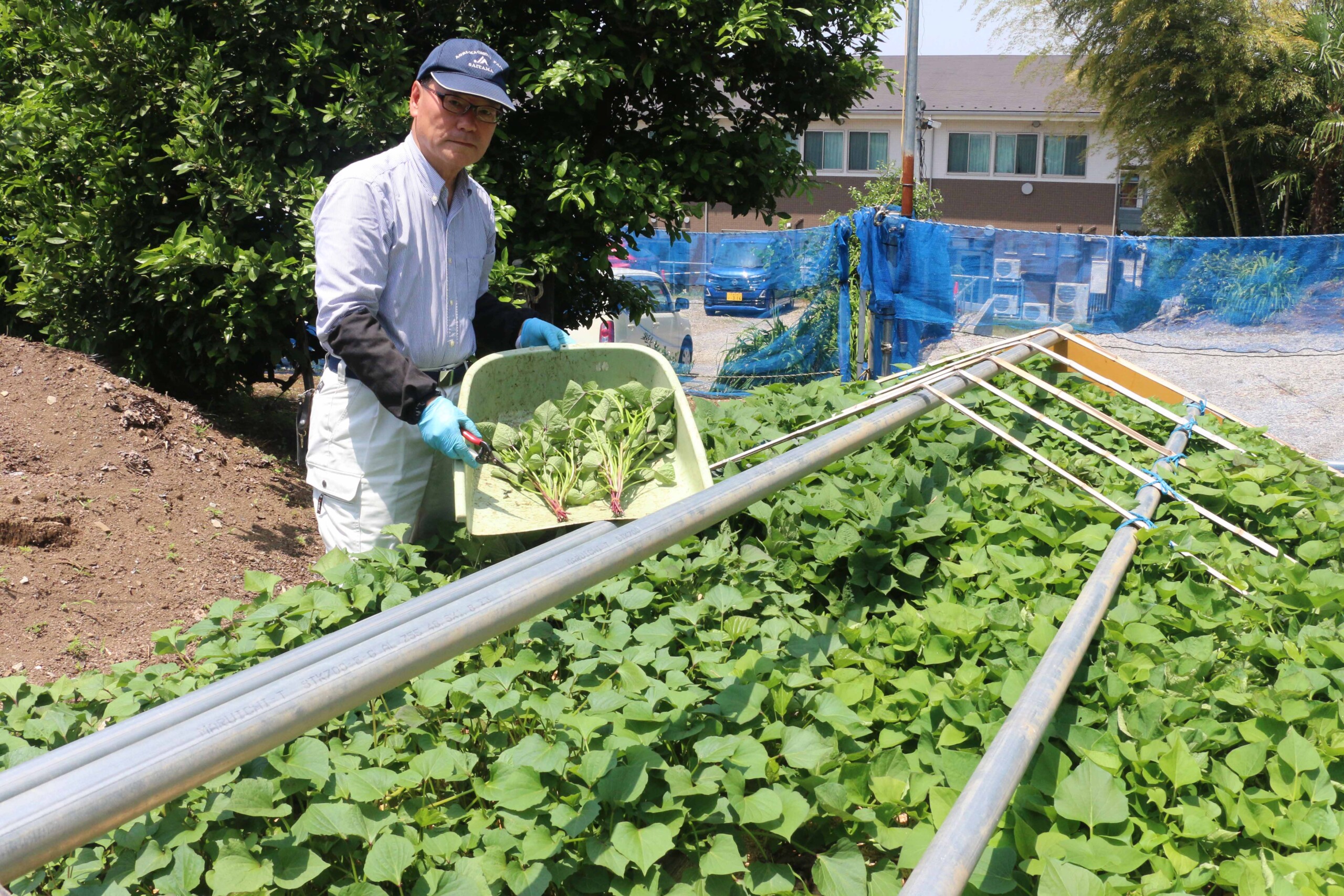 「さつま床」で育てたつる苗を販売（指扇支店：さいたま市）