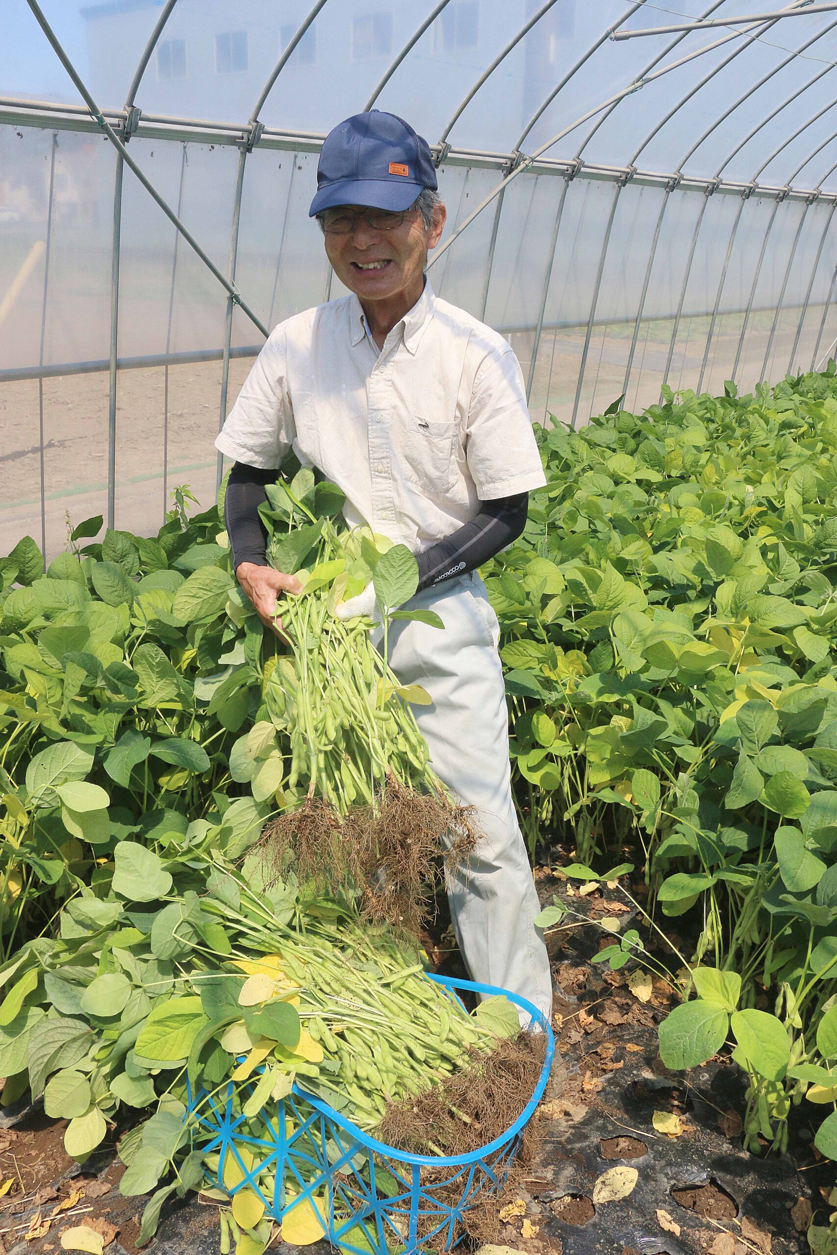 「草加の枝豆」旬真っ盛り！（南部営農経済課）