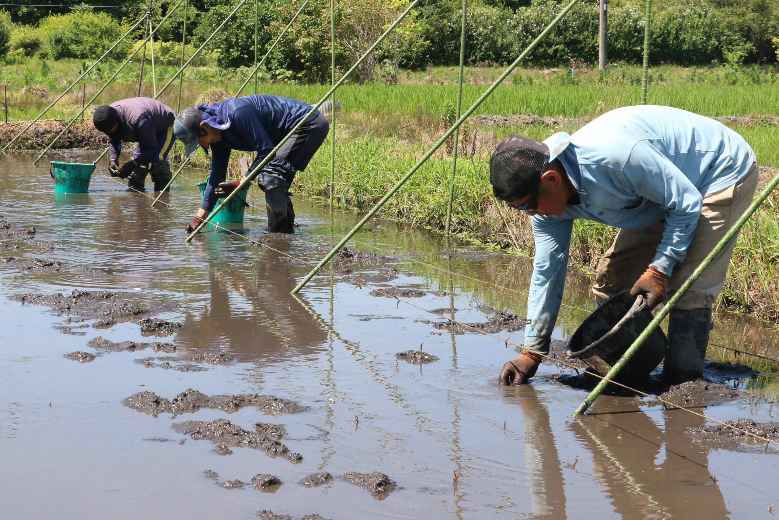 伝統野菜「クワイ」の種を手植え（中部営農経済課：さいたま市）