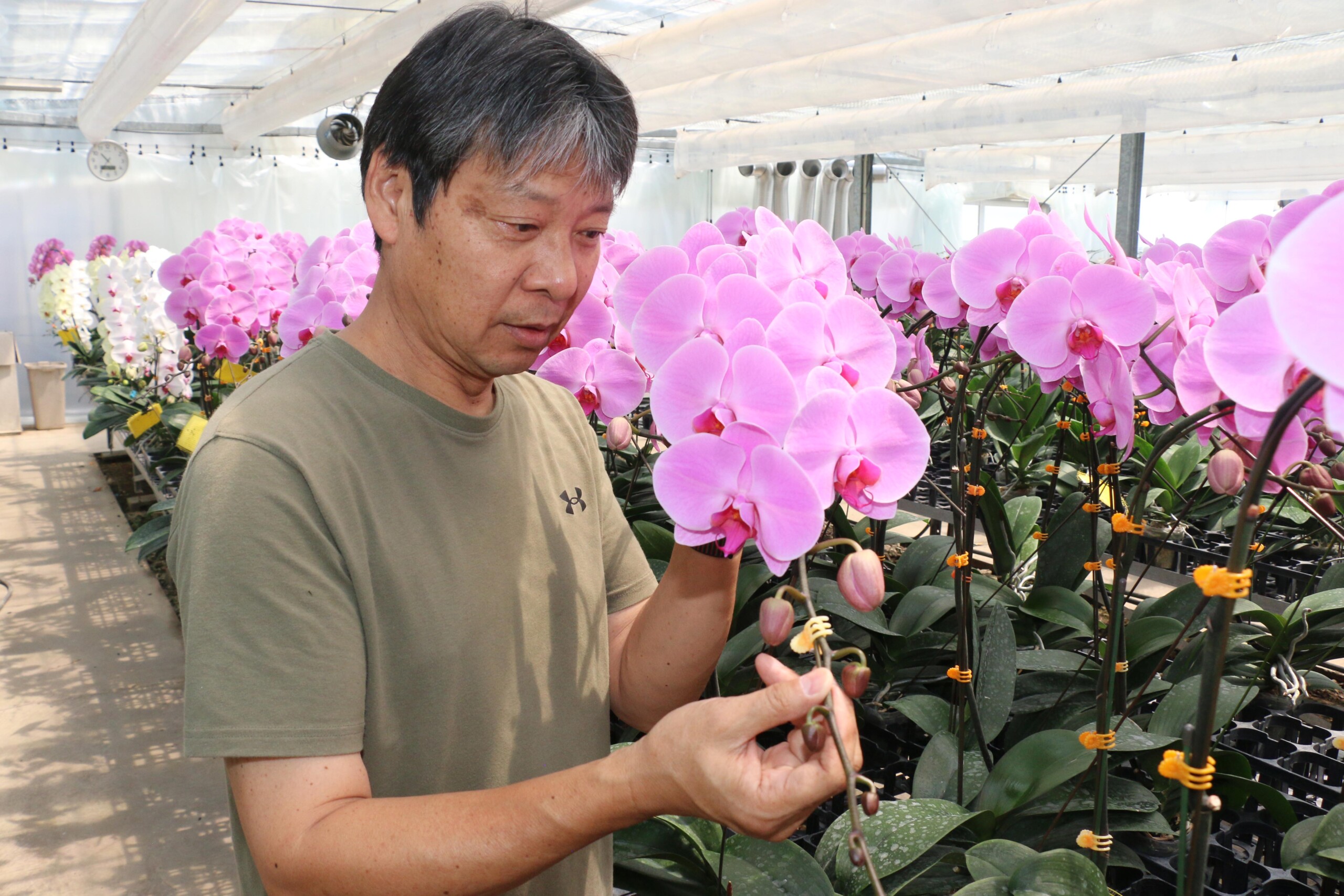 最高級の胡蝶蘭を周年生産（北本支店：北本市）