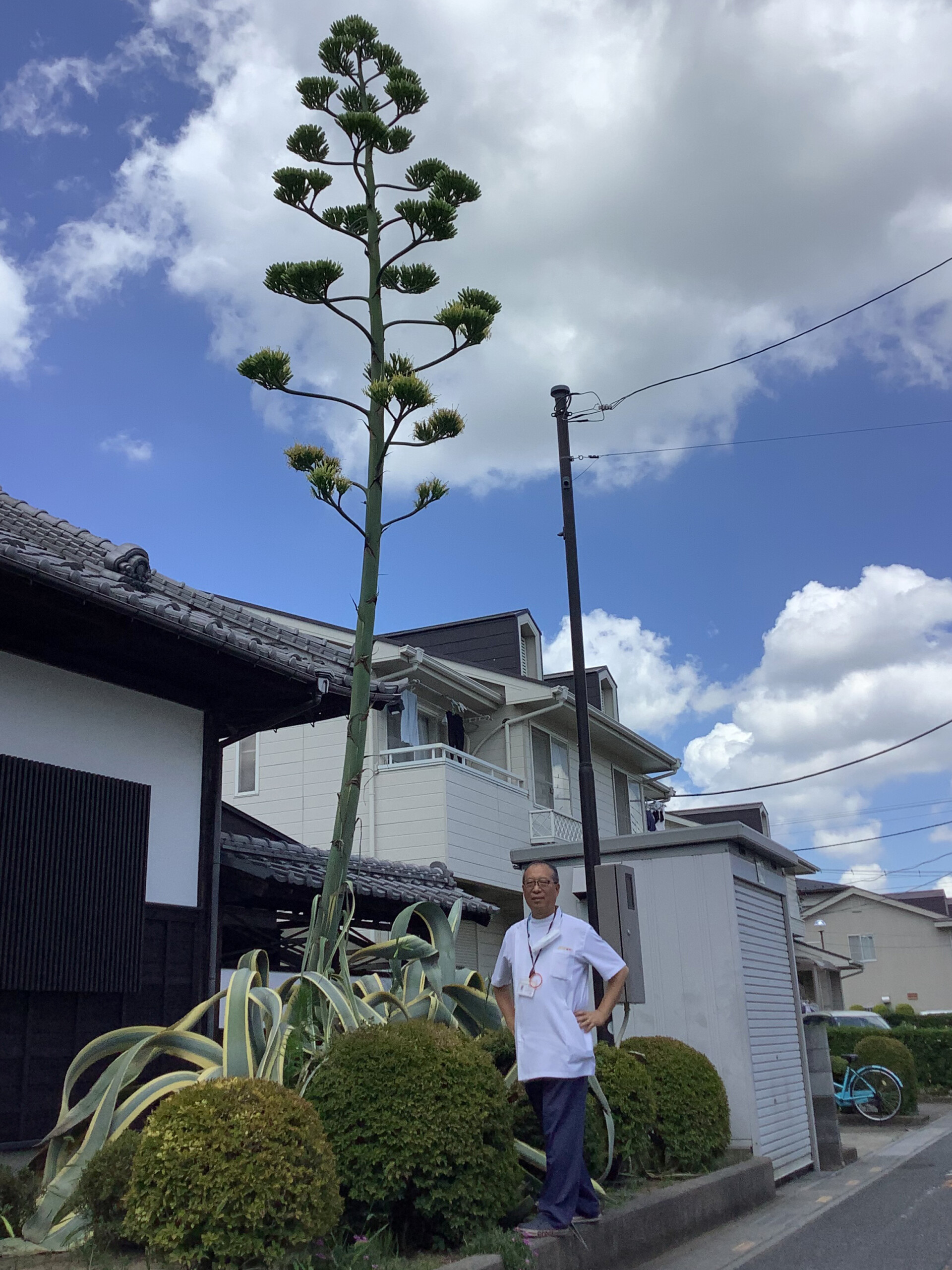 リュウゼツラン、50年越しの開花（戸塚支店：川口市）