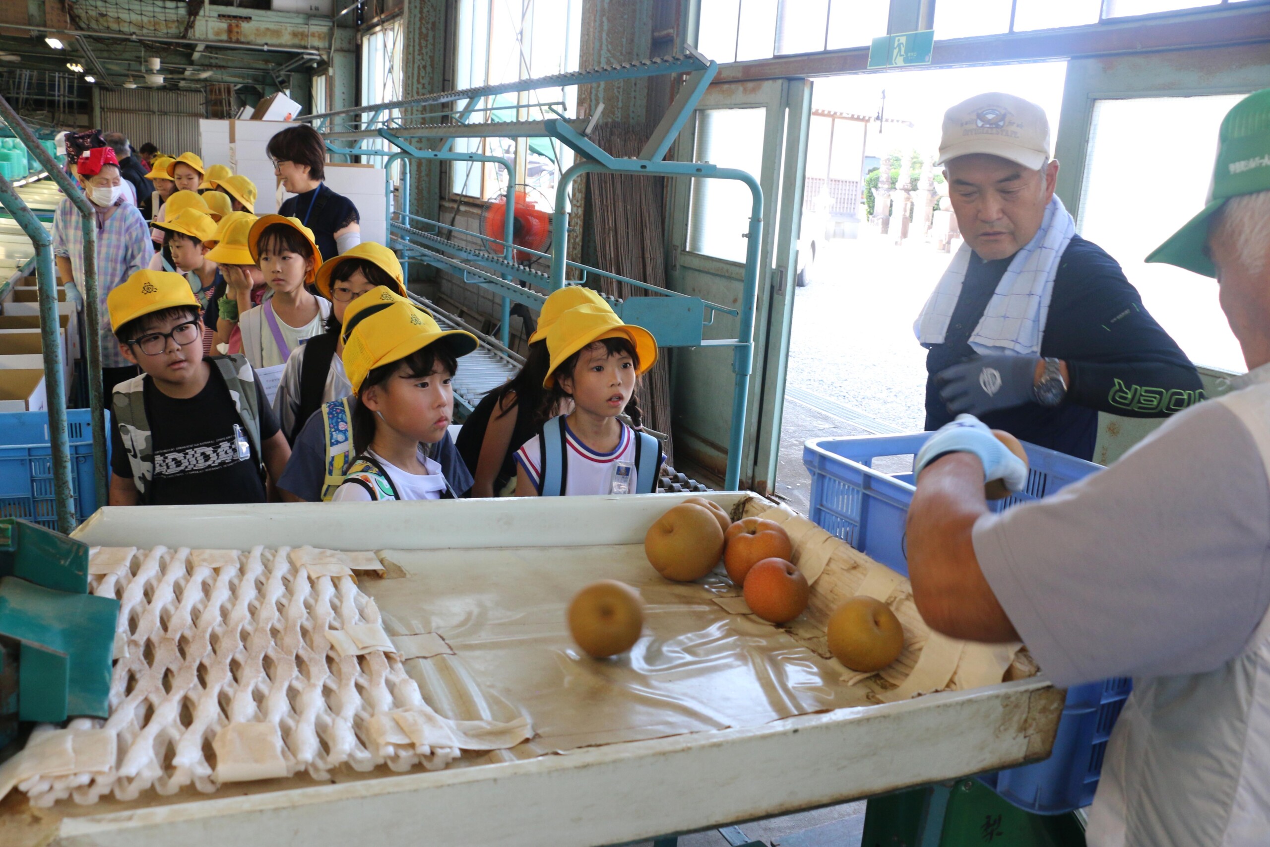 地元産の梨の選果作業を見学（伊奈支店：伊奈町）