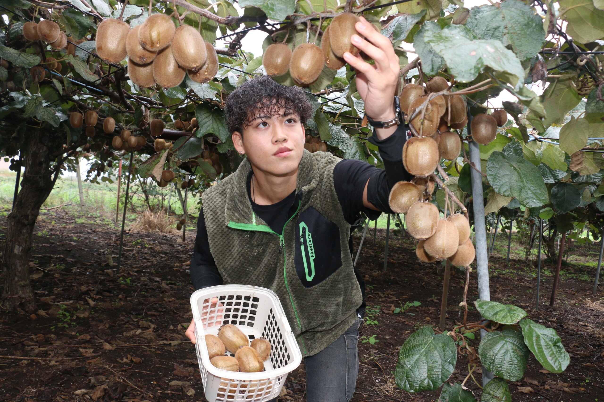 特産キウイ、めしあがれ（上平営農経済センター：上尾市）