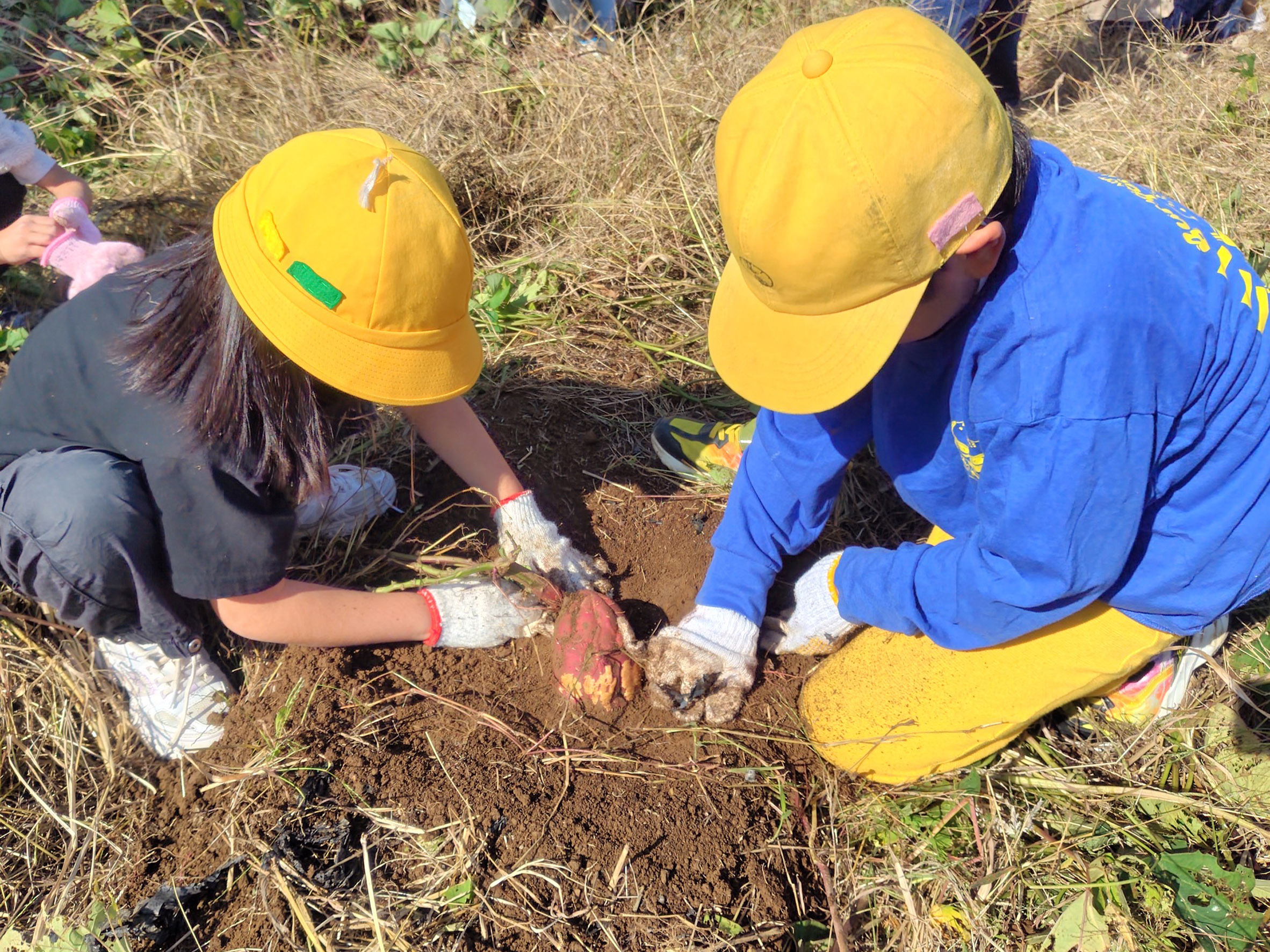 大きなサツマイモ、とれたね！（新郷支店：川口市）
