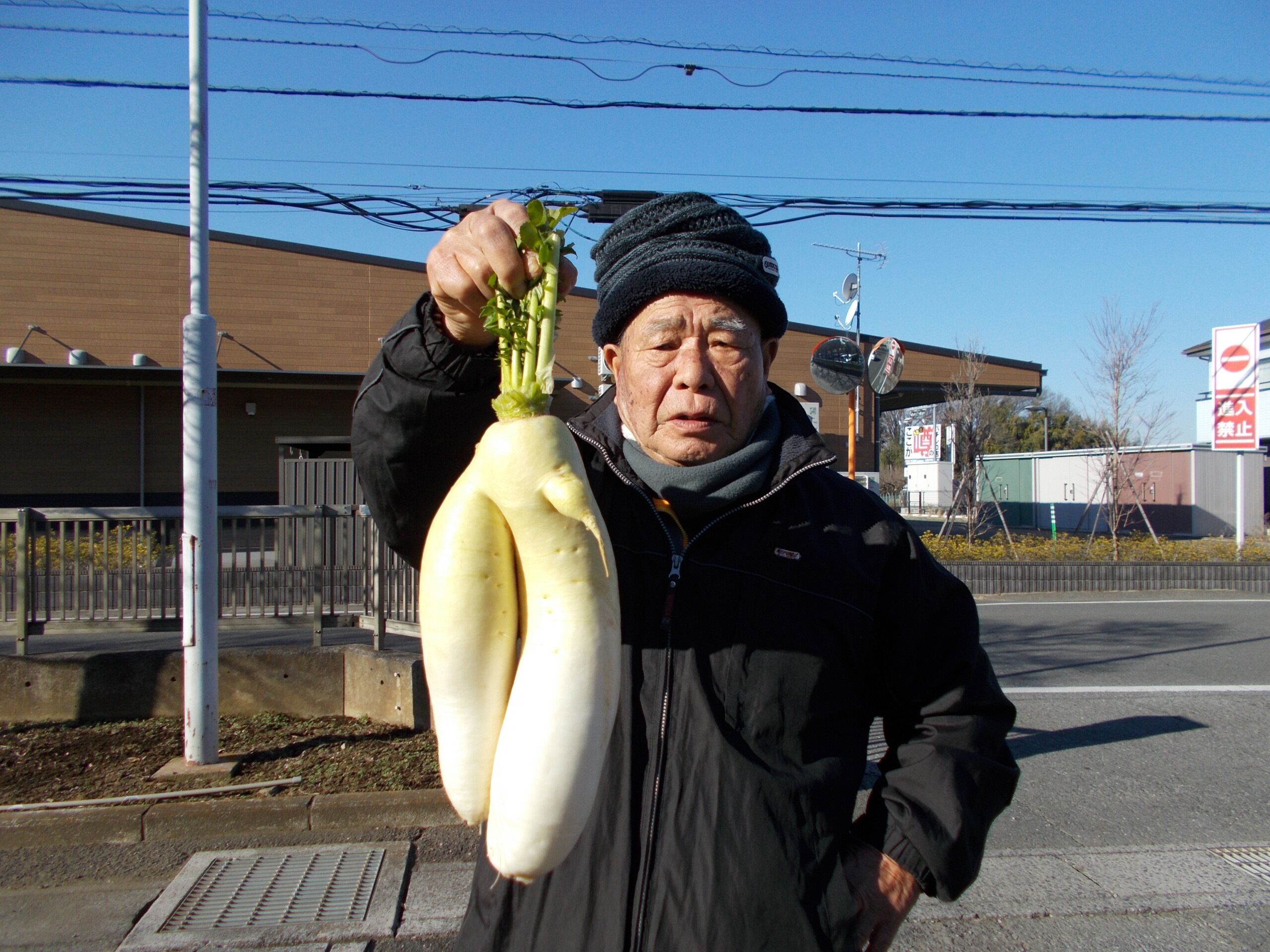 ペンギンのようなダイコン！？（西上尾支店：上尾市）